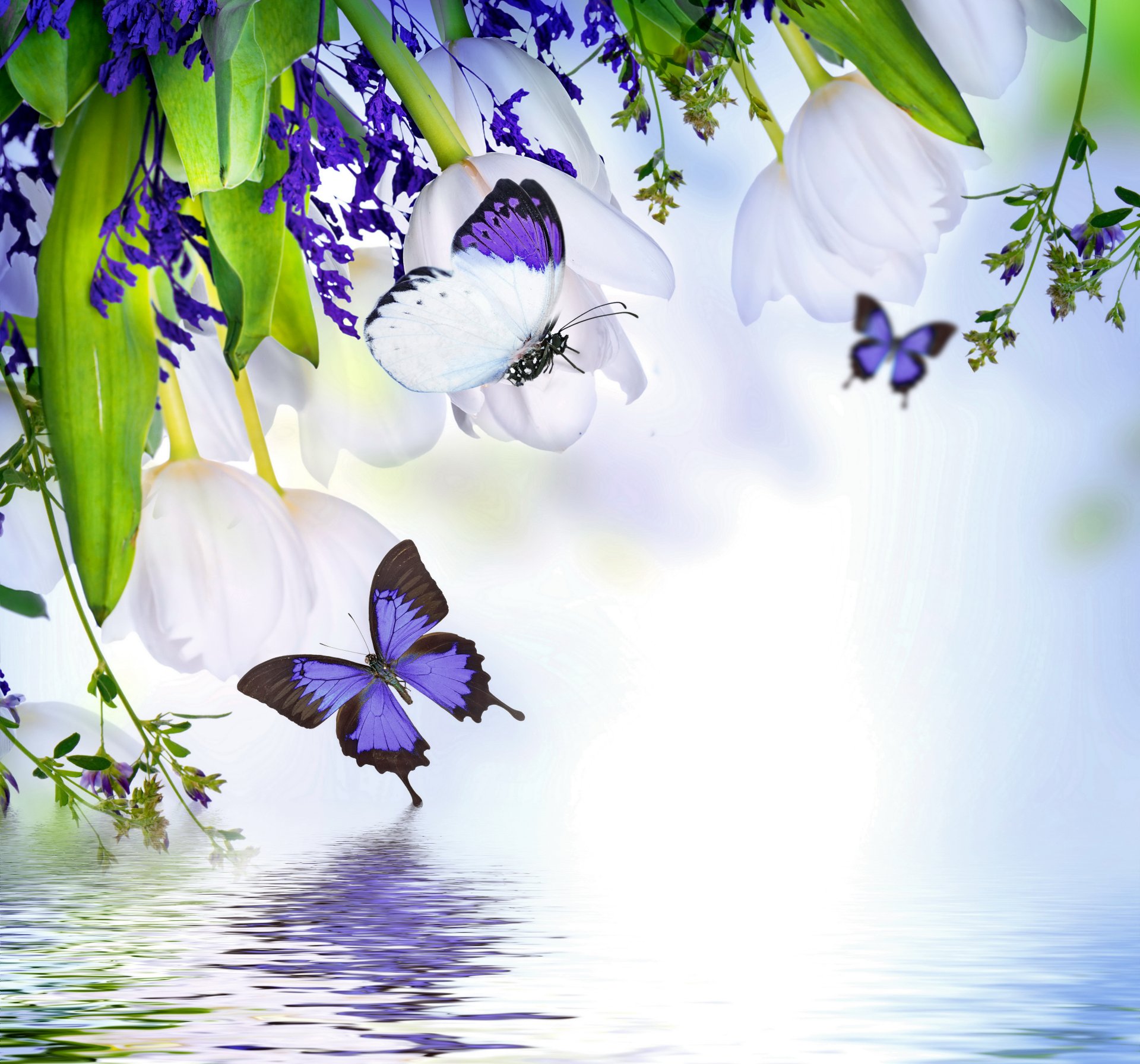 pring flower tulips purple flowers butterflies reflection water spring flowering butterflie