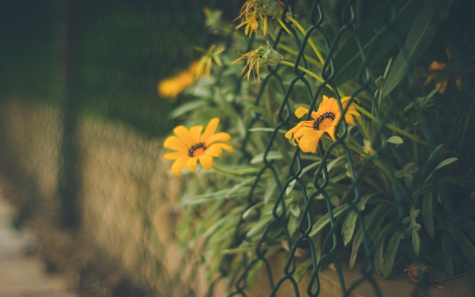 flowers flowers flower orange mesh fence fencing leaves blur background wallpaper widescreen fullscreen widescreen widescreen