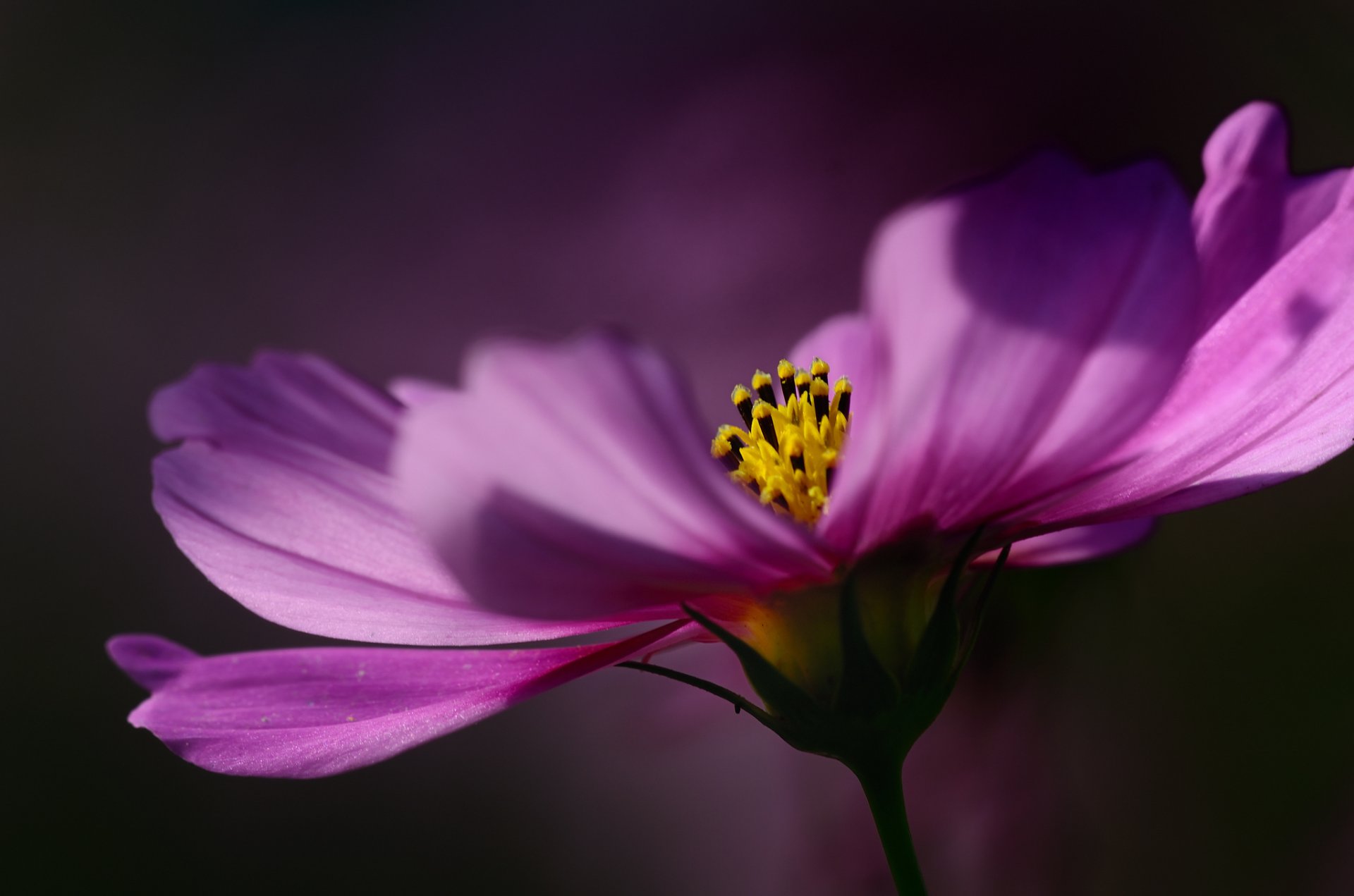 cosmea malinowy kwiat płatki makro focus