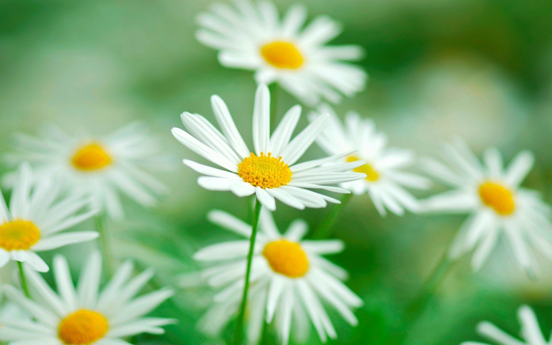 fiori fiori fiore margherita verde vegetazione sfocatura macro sfondo carta da parati widescreen schermo intero widescreen widescreen