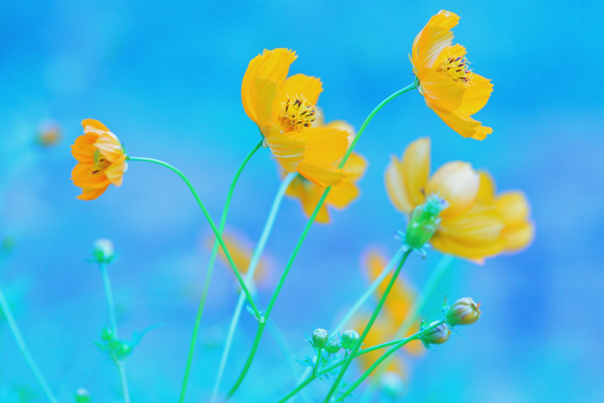 flower yellow kosmeya blue background