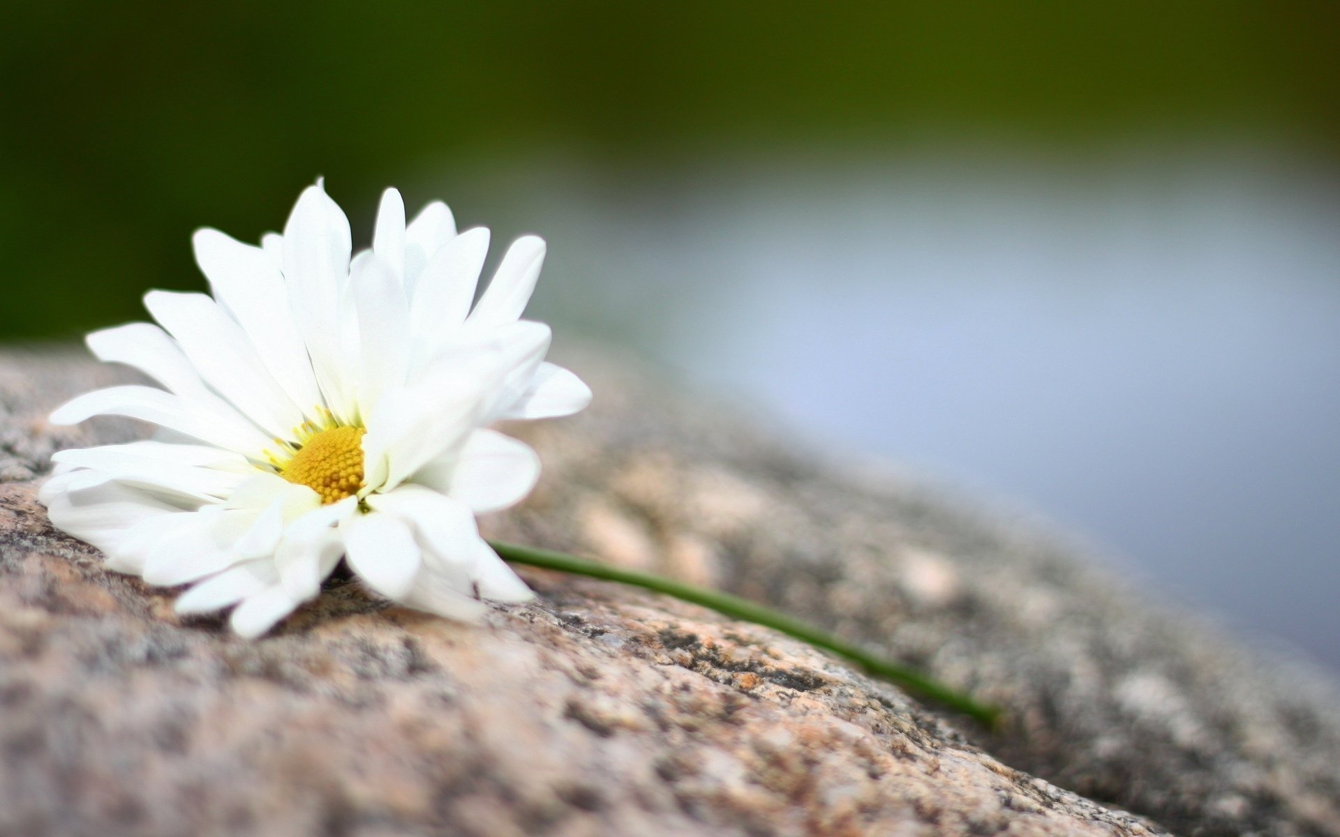 flowers flowers flower flower white yellow petals background wallpaper widescreen fullscreen widescreen widescreen