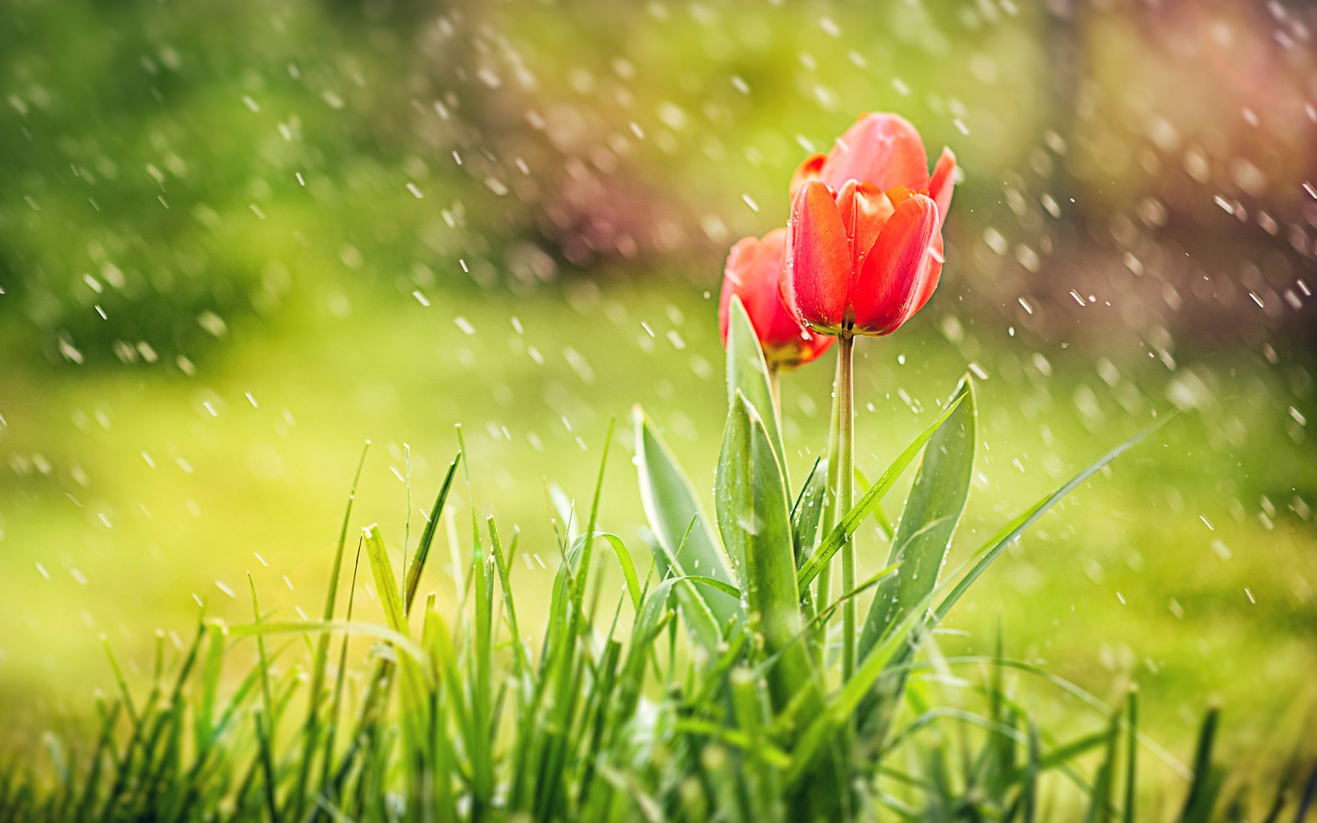 tulipanes hierba rojo gotas