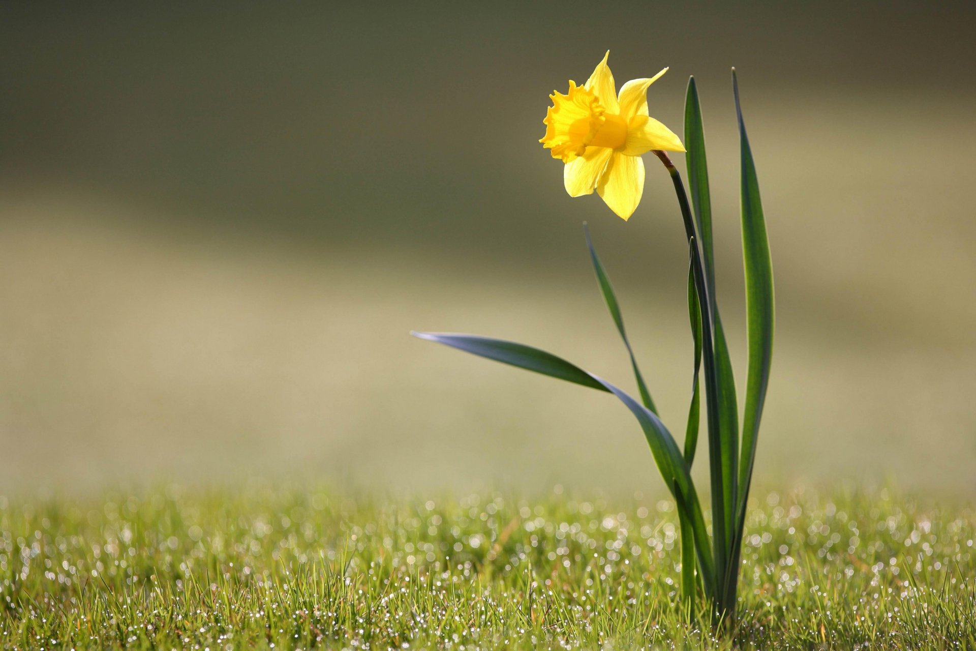 flor hierba rocío narciso