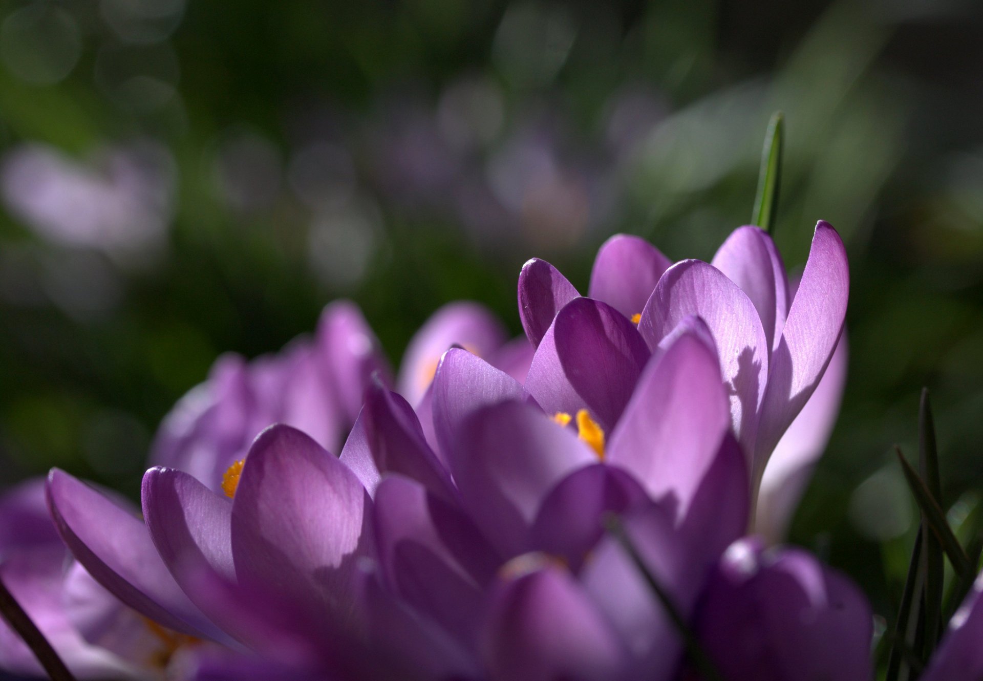 crocuses saffron lilac purple petals flowers spring macro focu