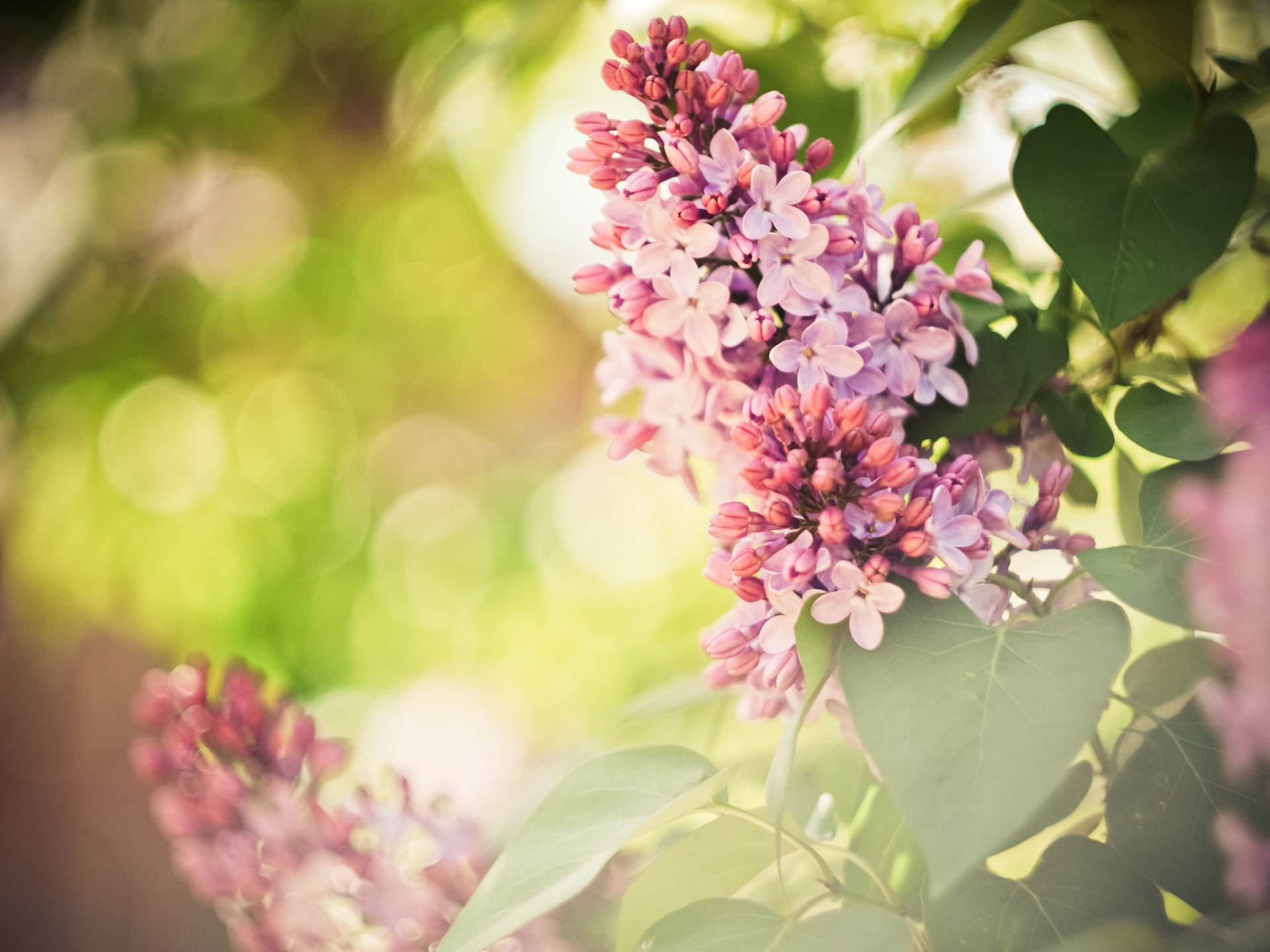 flower lilac spring purple wallpaper widescreen