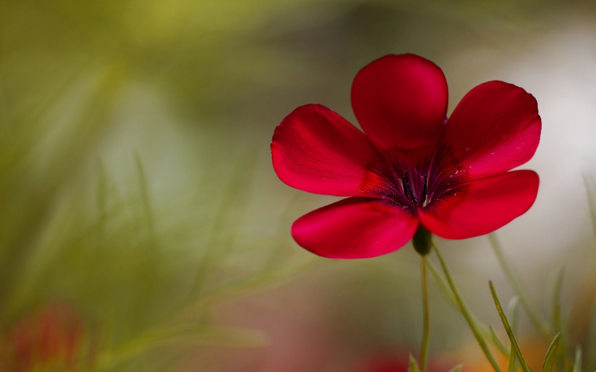 blumen blumen blumen. rosa unschärfe hintergrund tapete widescreen vollbild widescreen widescreen