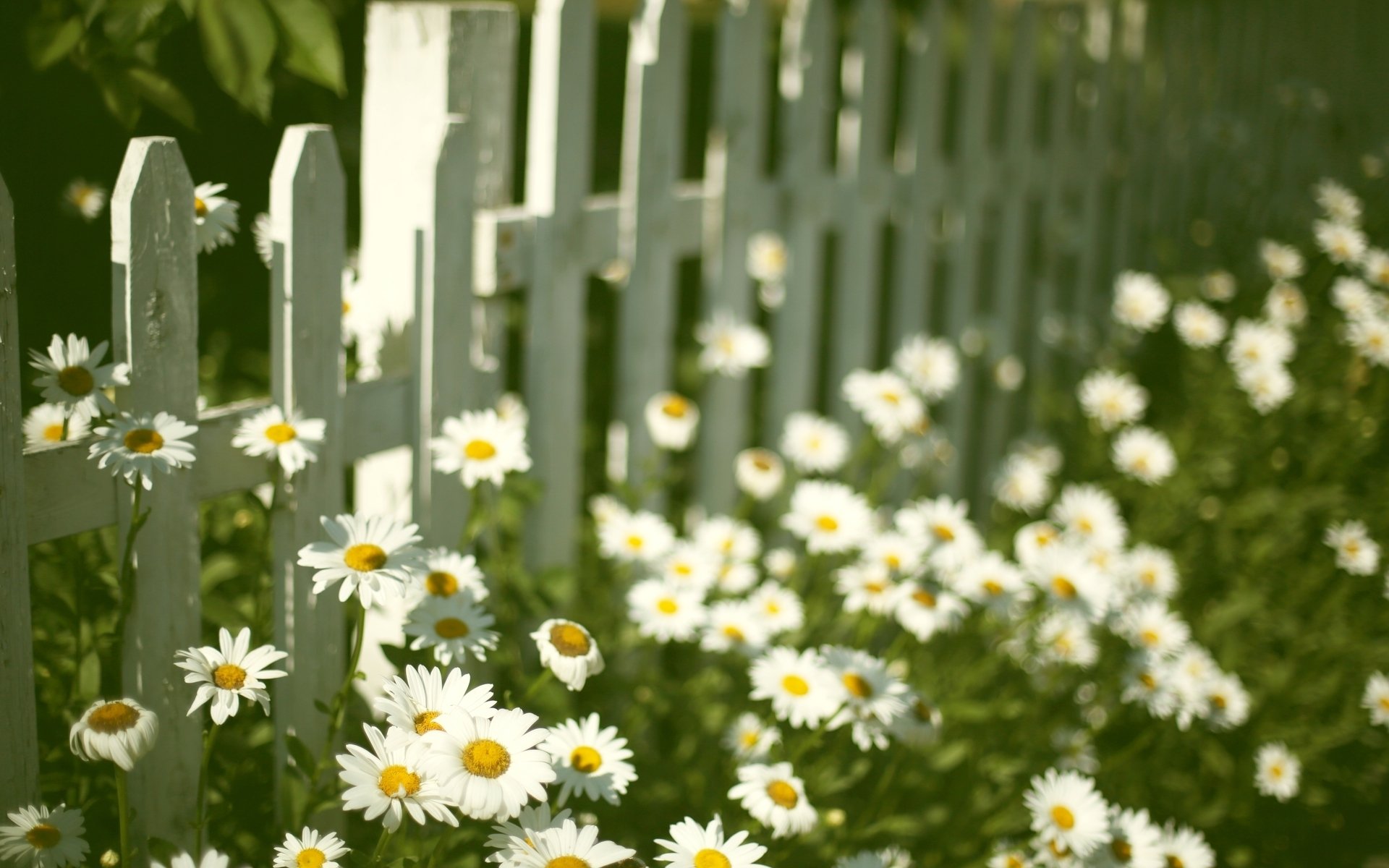 moods flowers flowers flower daisies chamomile fence fence background wallpaper widescreen fullscreen widescreen widescreen