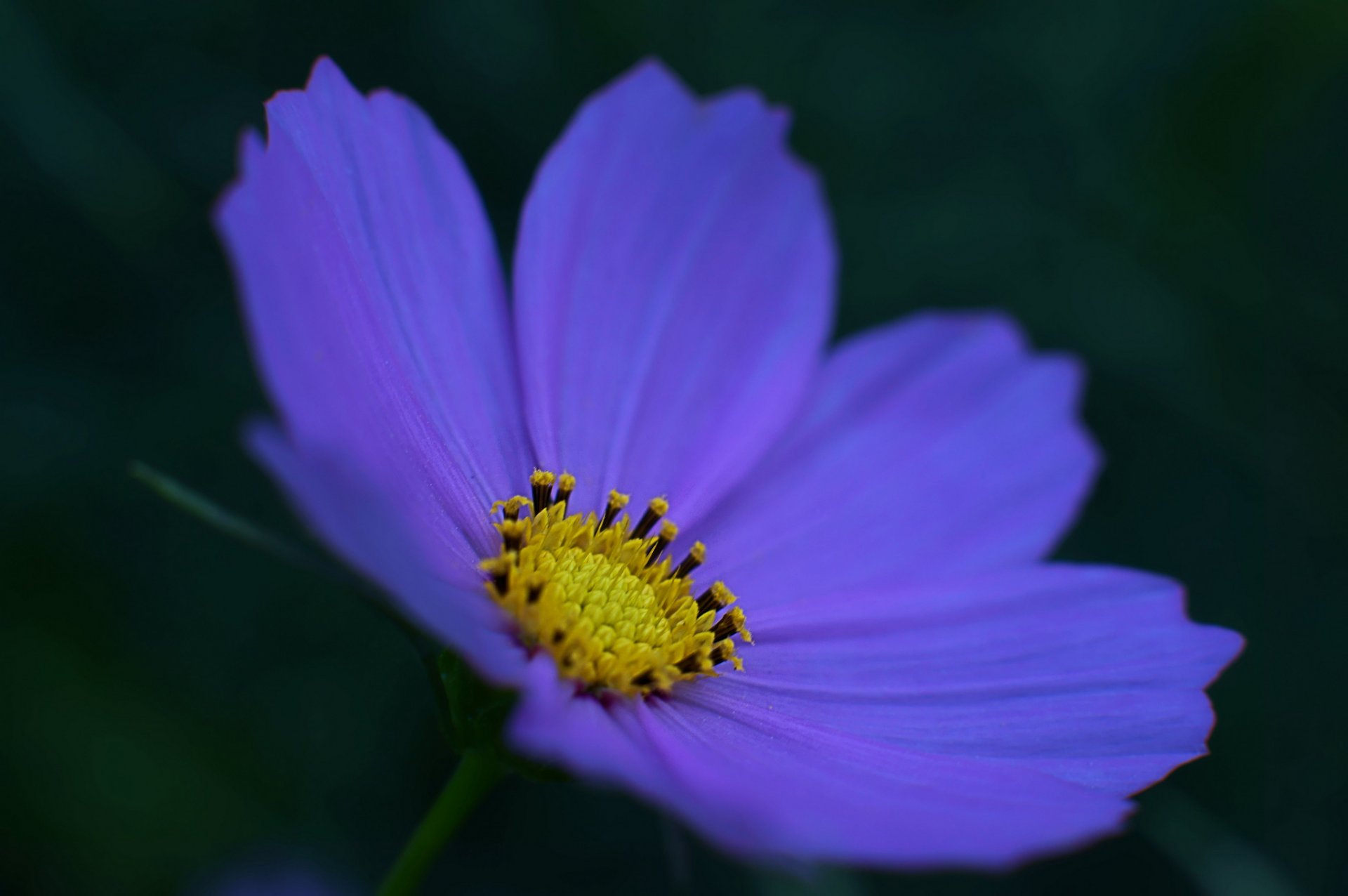 kosmeya blue flower petals close up dark background