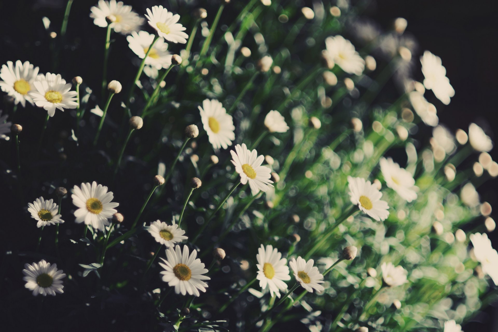 fiori fiori fiorellino margherita bianco giallo verde pianta fiore sfondo carta da parati widescreen schermo intero widescreen widescreen