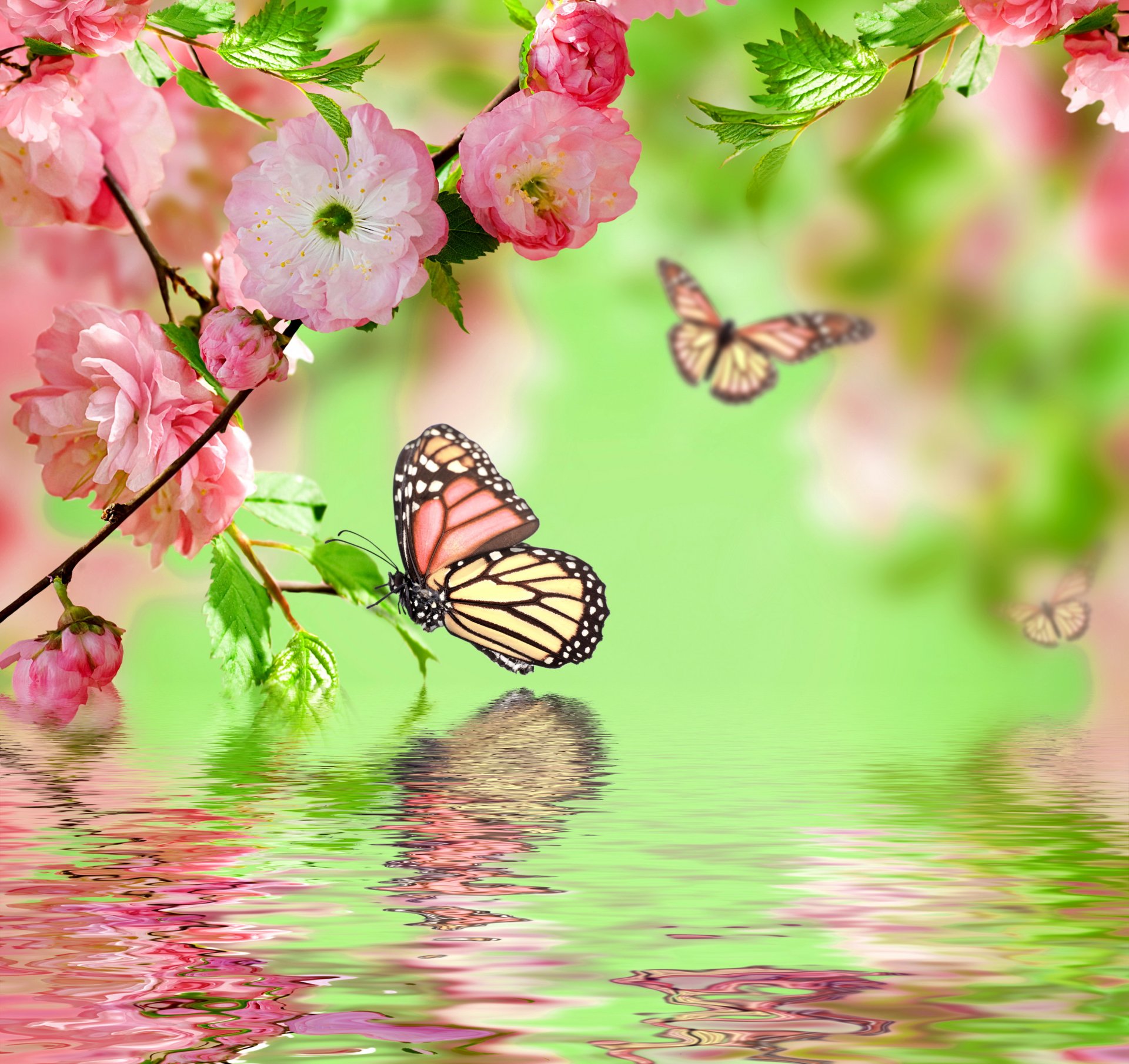 pring flower pink flowers butterflies reflection water spring flowering butterflie