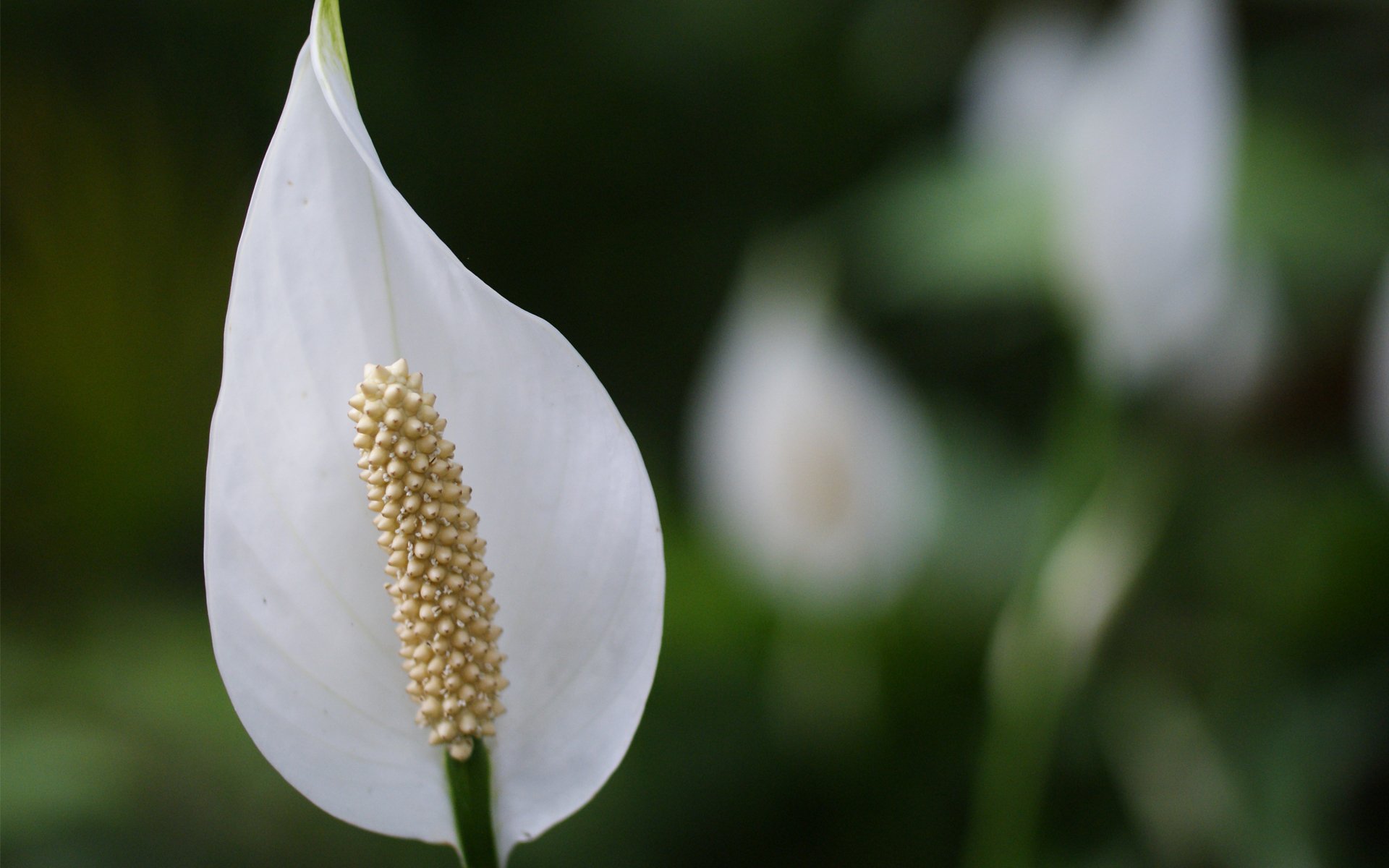 spathiphyllum kwiat makro biały zieleń