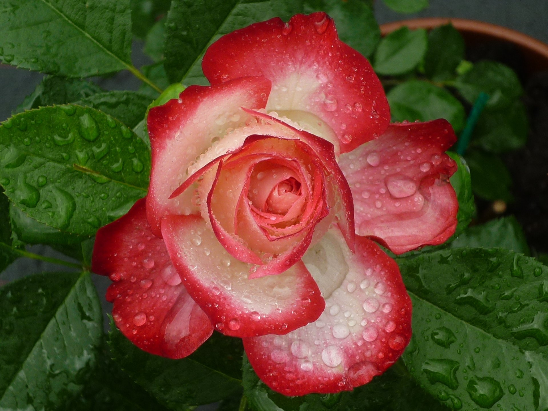 rose bourgeon pétales feuilles gouttes gros plan