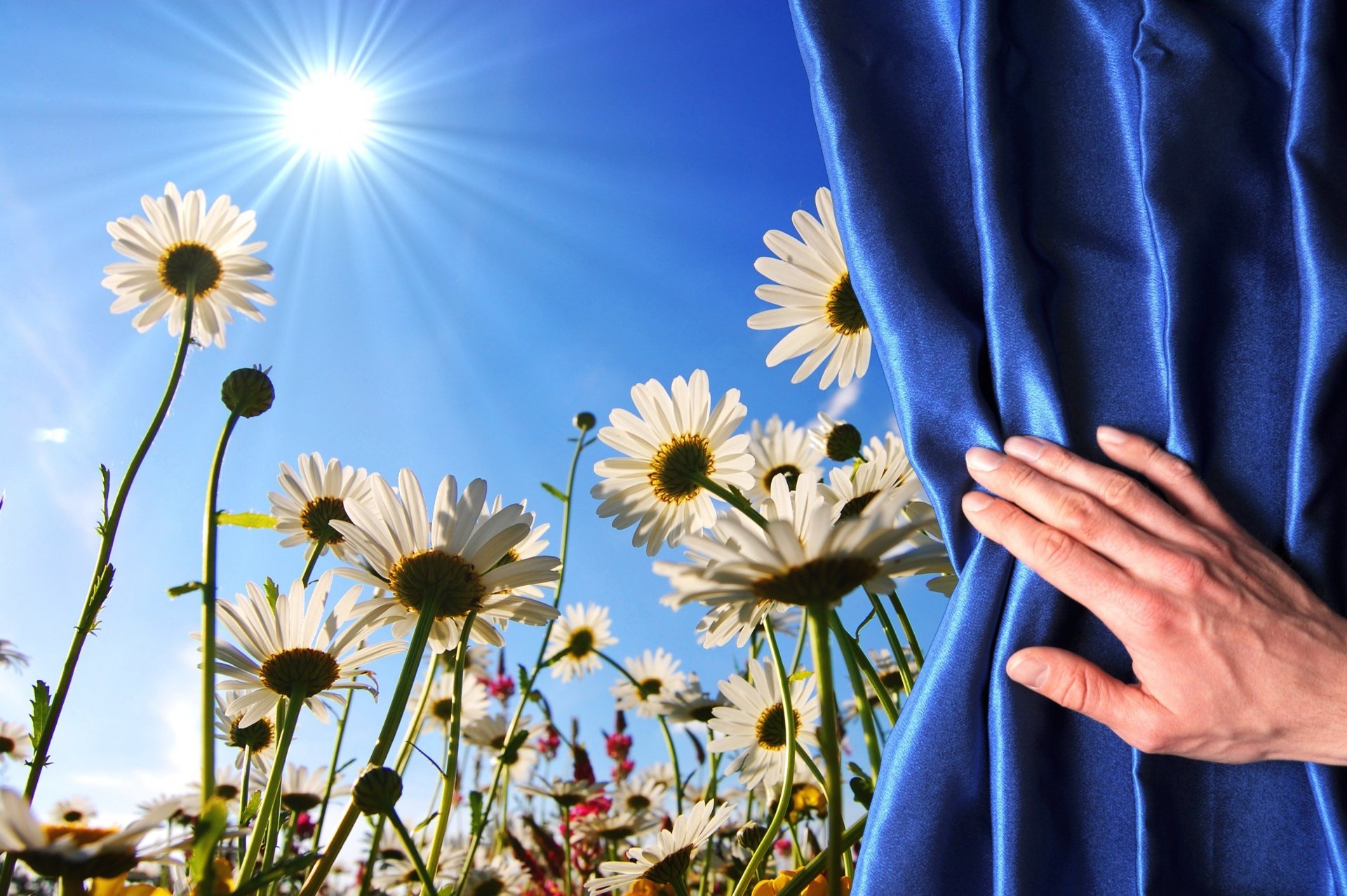 flower flowers chamomile daisy the stem the field hand cloth curtain background wallpaper widescreen full screen hd wallpapers fullscreen