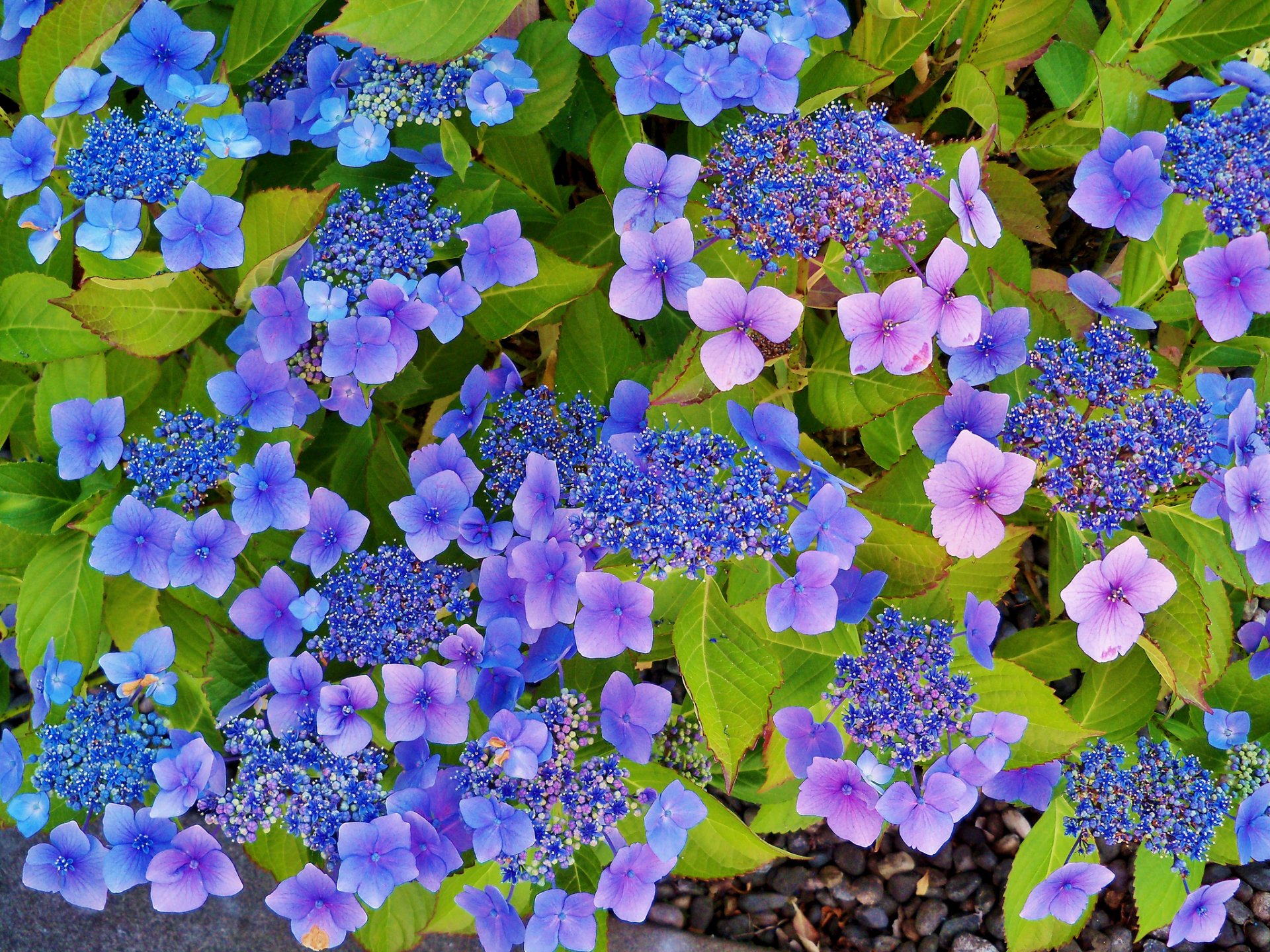 hortensia inflorescencias hojas