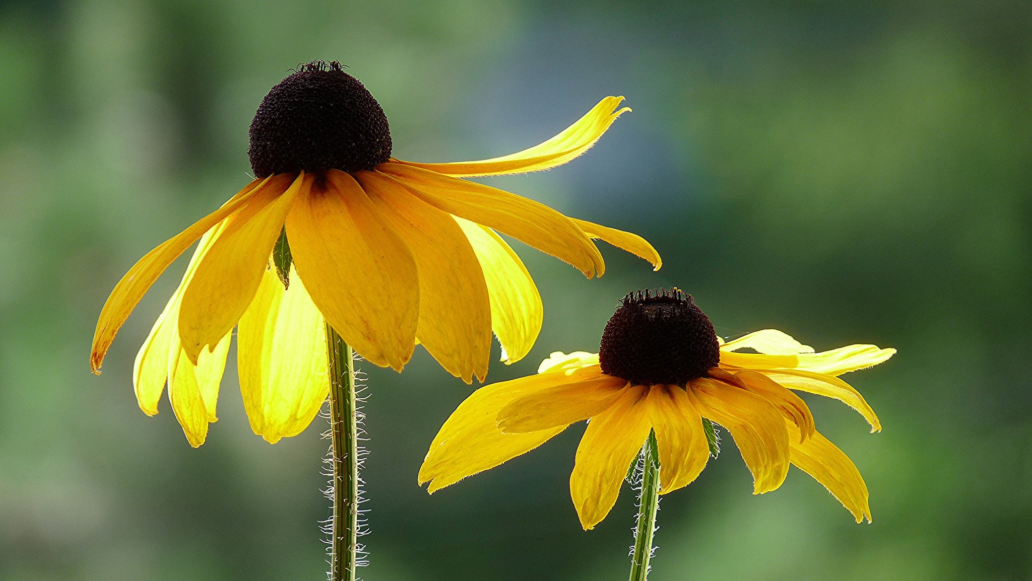 blumen gelb rudbeckia hintergrund