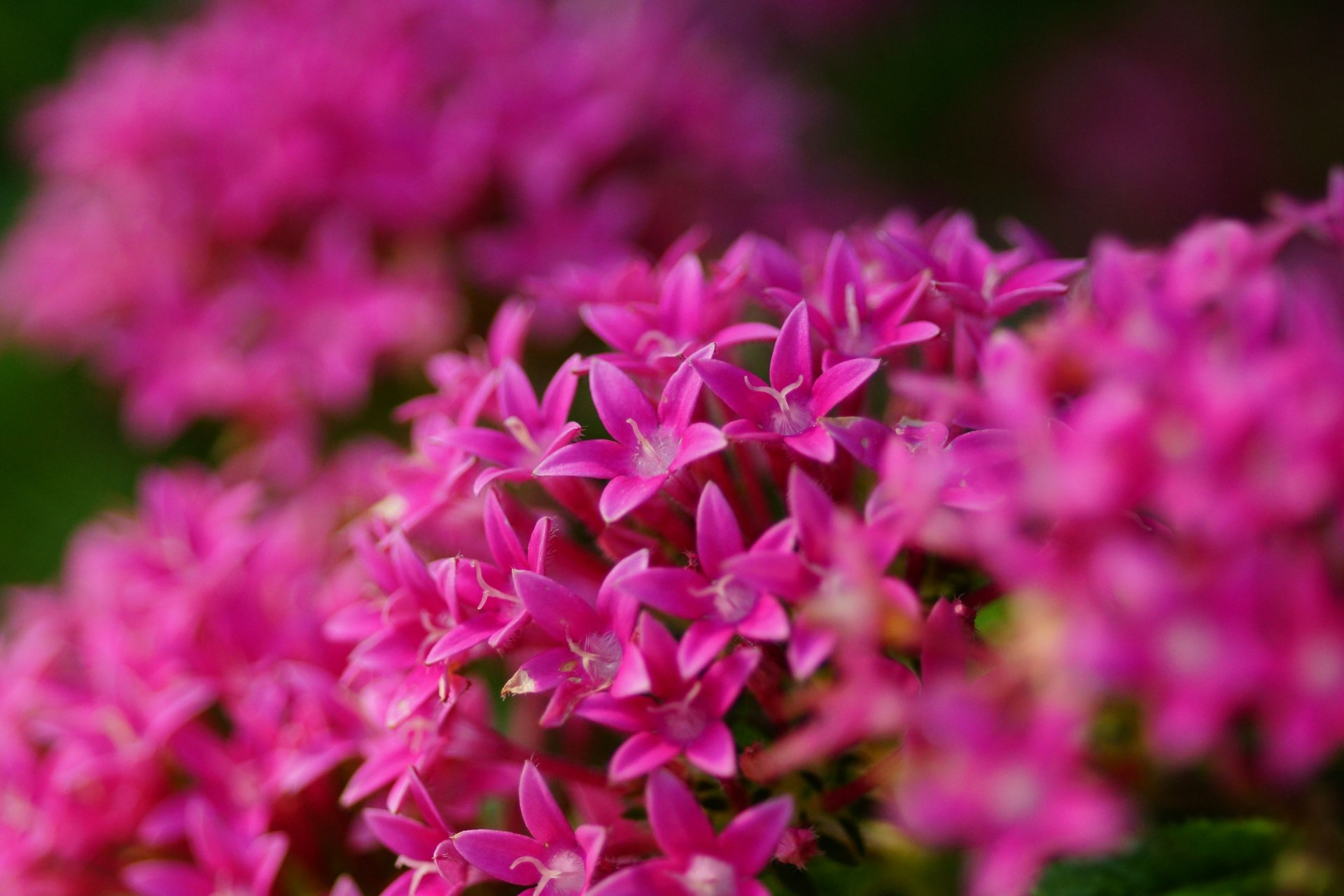 pentas lanceolata flower many inflorescence pink bright