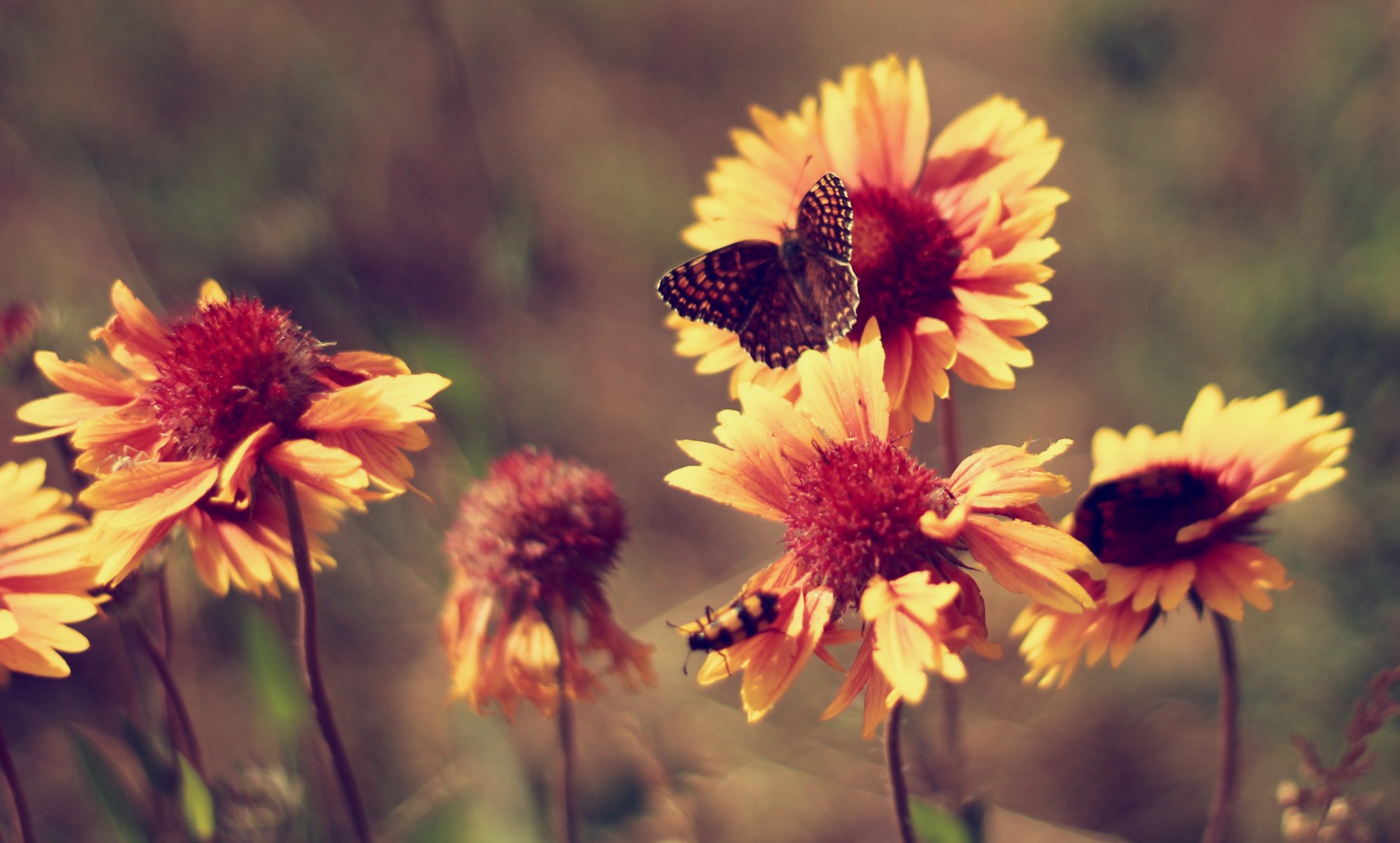 blumen schmetterling sommer vintage hitze ringelblumen