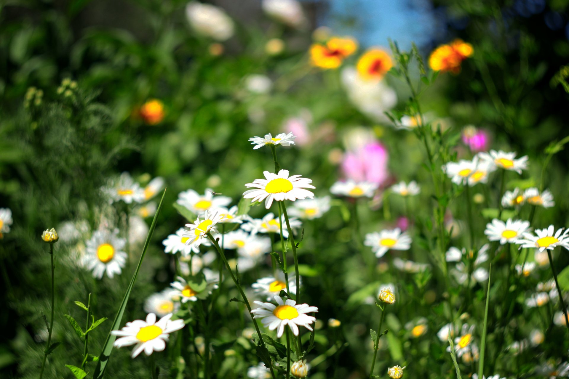 été champ fleurs marguerites herbe verdure papier peint