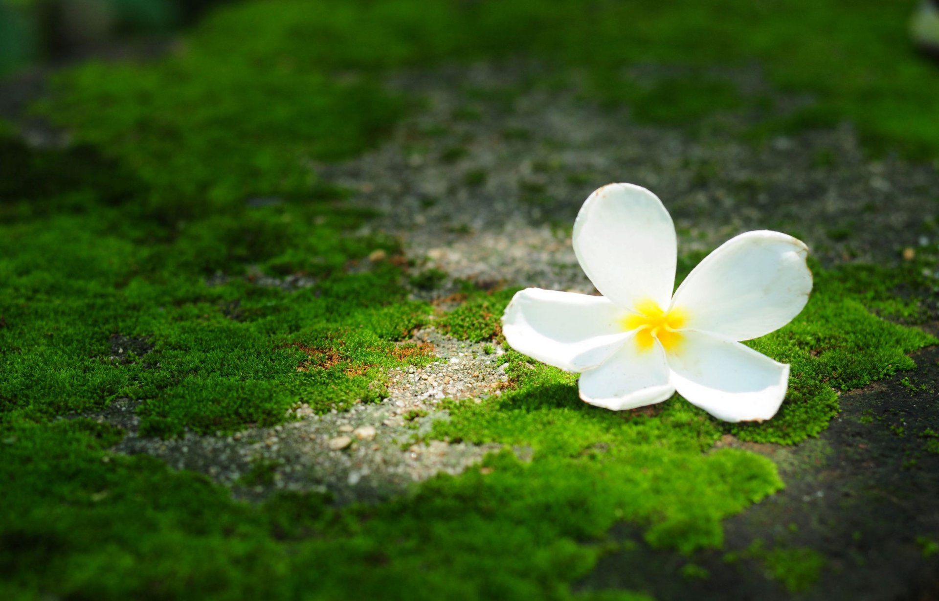 fiori fiore fiore frangipani plumeria verde sfondo carta da parati widescreen schermo intero widescreen