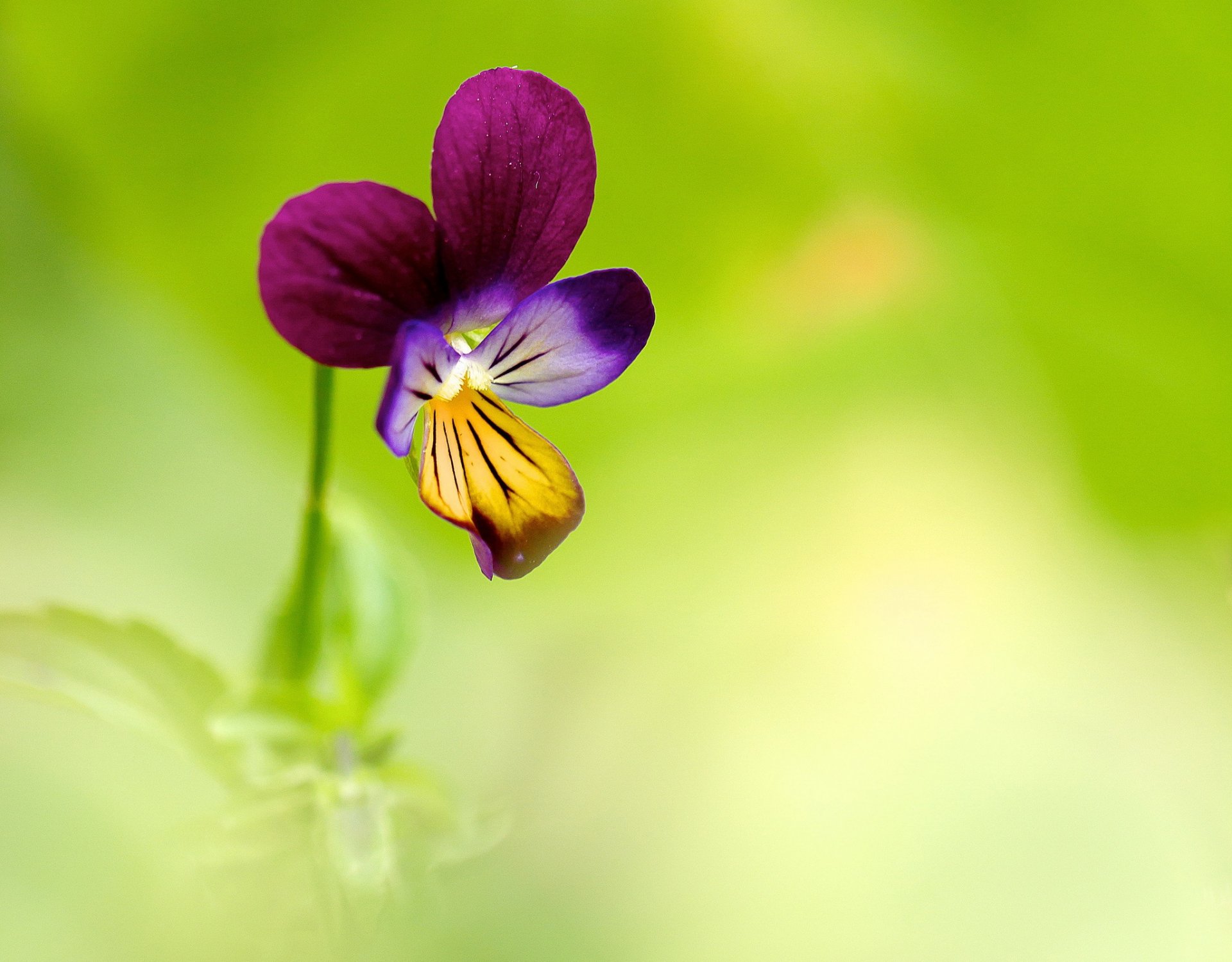 flower blue pansy background