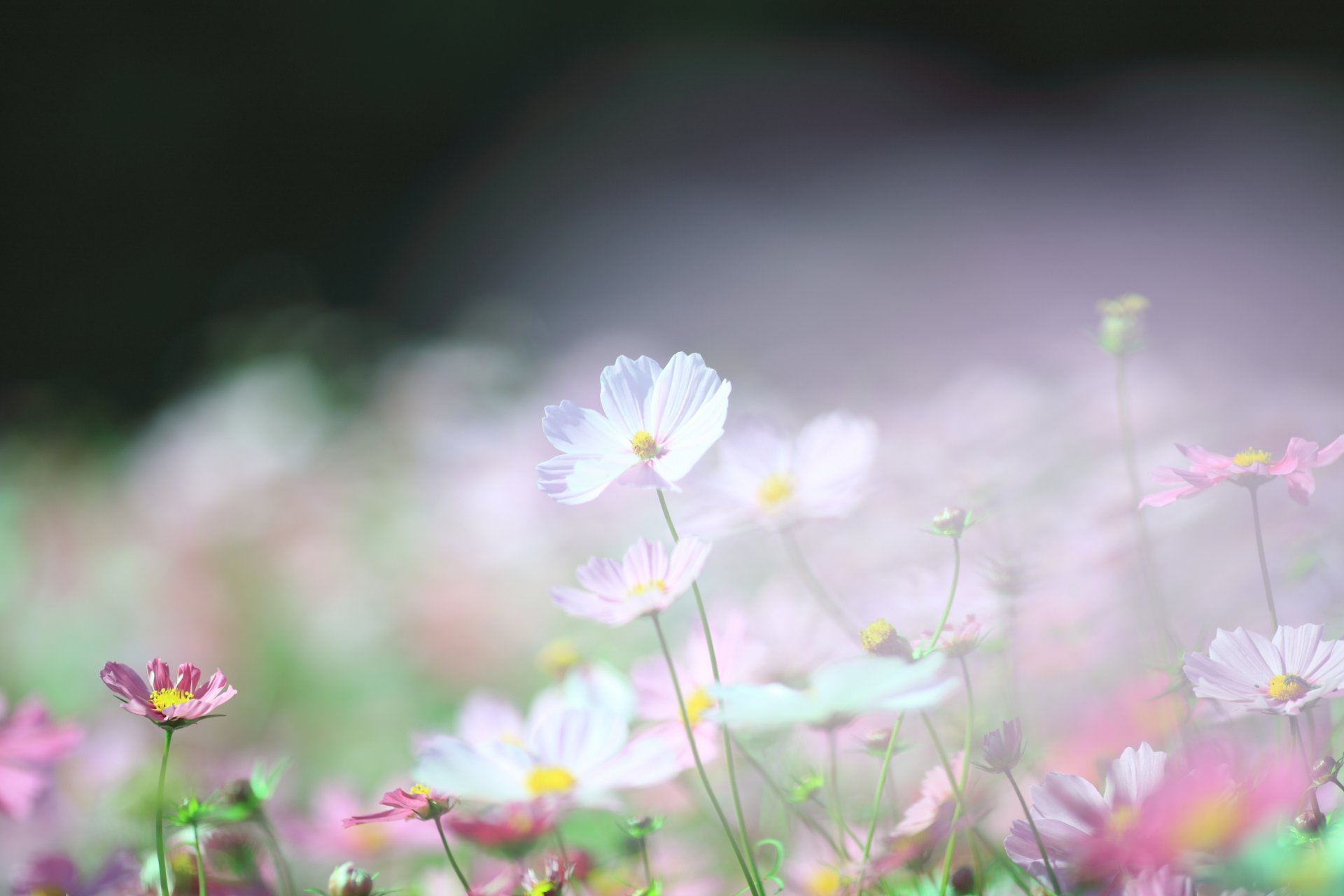 cosmea biały różowy polana światło lekkość rozmycie wiosna makro