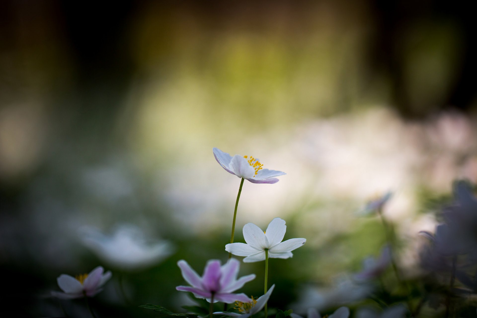 kwiaty kwiatki białe bokeh