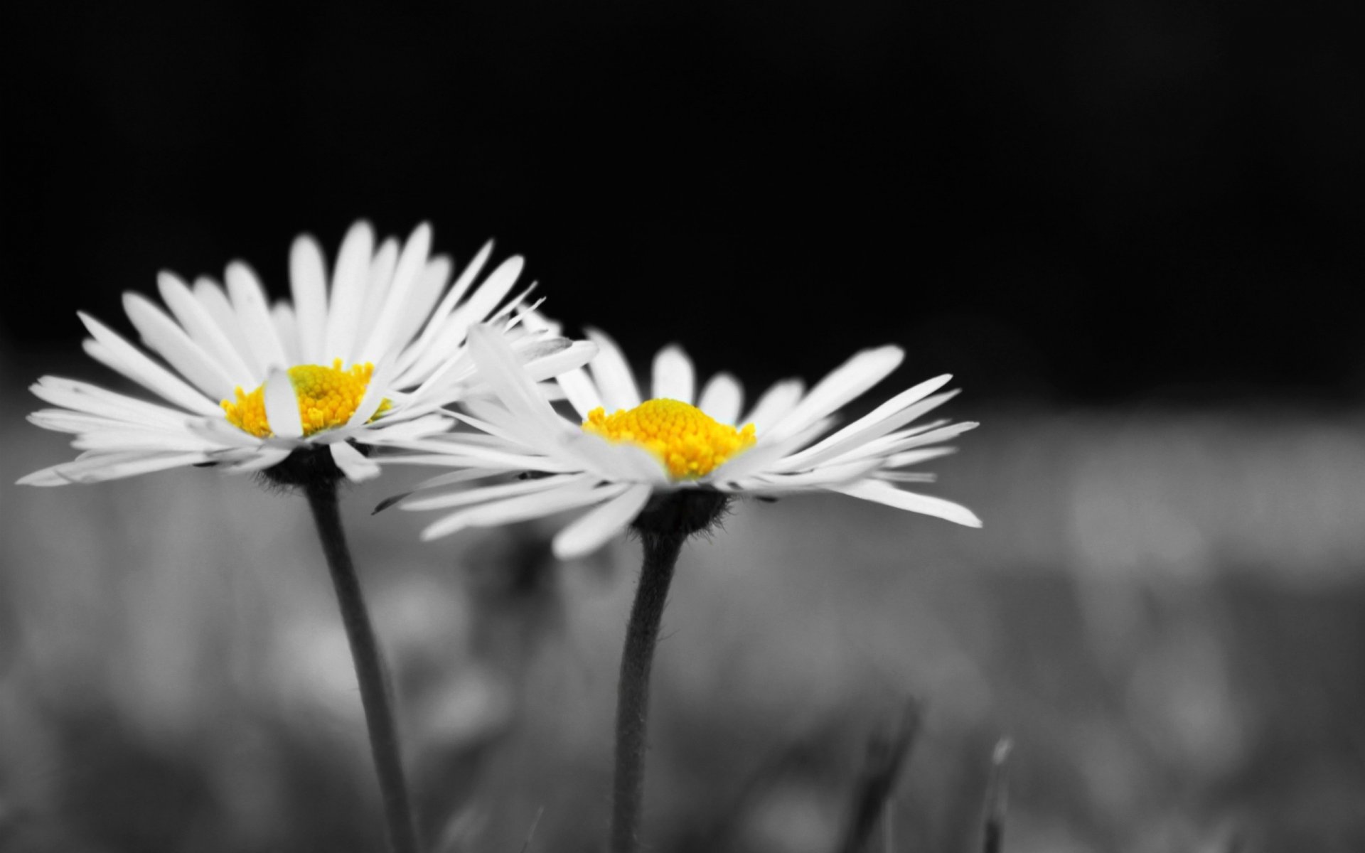 blumen blume blumen kamille gänseblümchen weiß schwarz und weiß hintergrund tapete widescreen vollbild widescreen widescreen