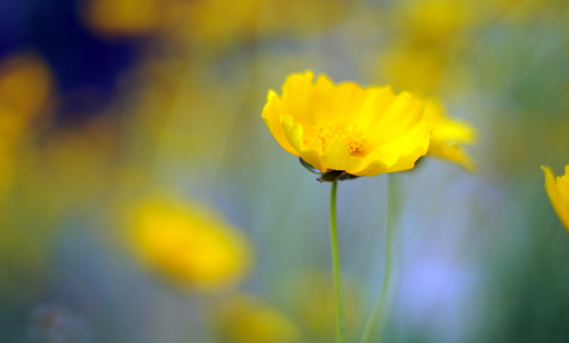 fiori fiore giallo fiore sfocatura sfondo carta da parati widescreen schermo intero widescreen widescreen