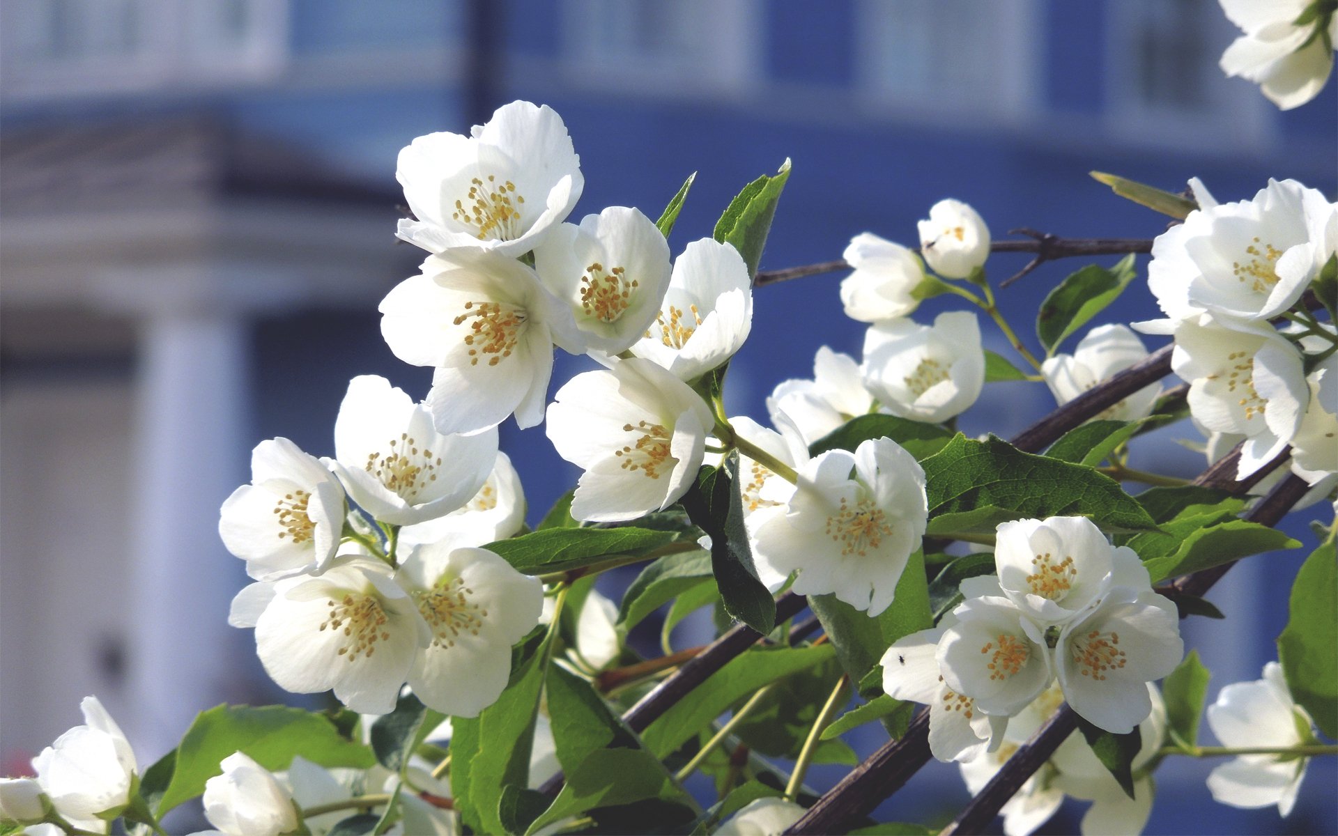 blumen baum apfelbaum zweig