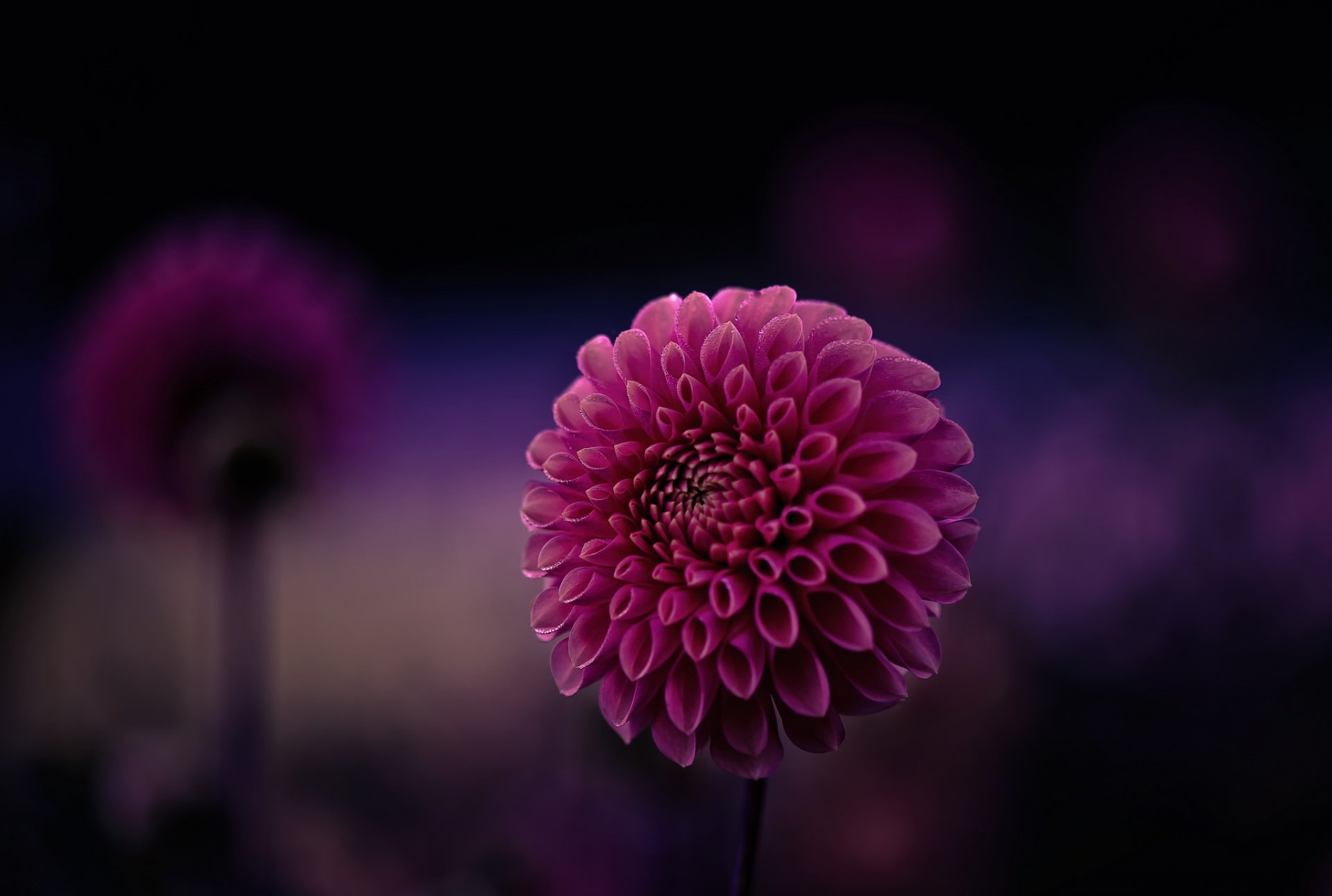 dahlia magenta flower petals purple background close up focu