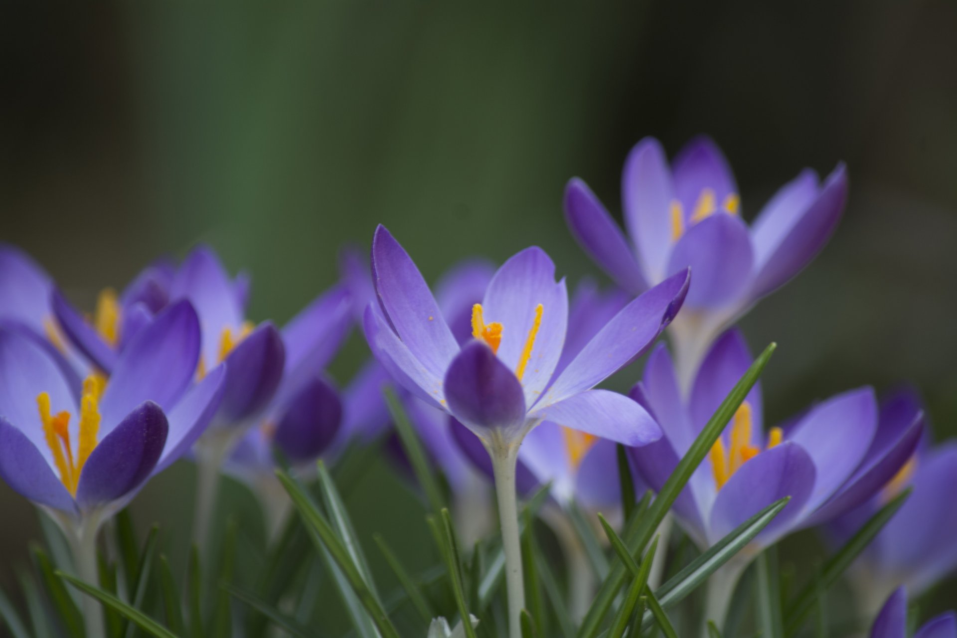 crochi lilla fiori petali erba messa a fuoco primavera verde sfondo