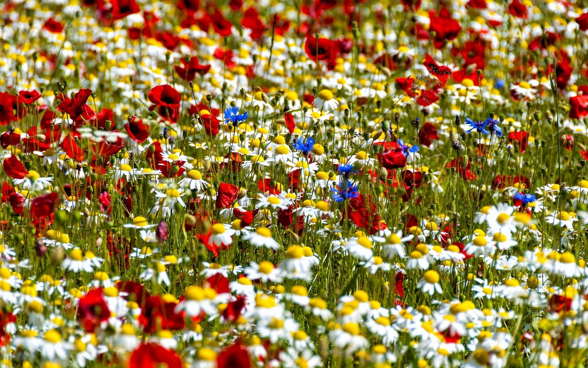 margaritas amapolas acianos prado bokeh