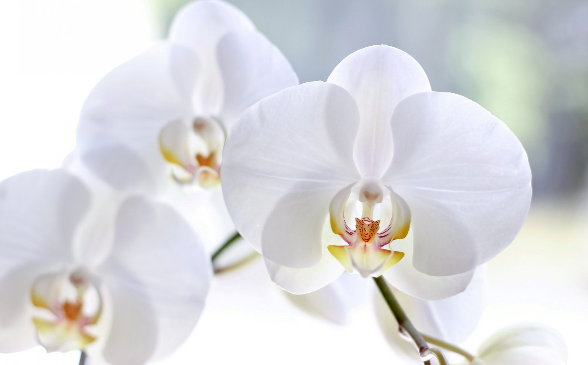 orchid white phalaenopsis flower petals close up