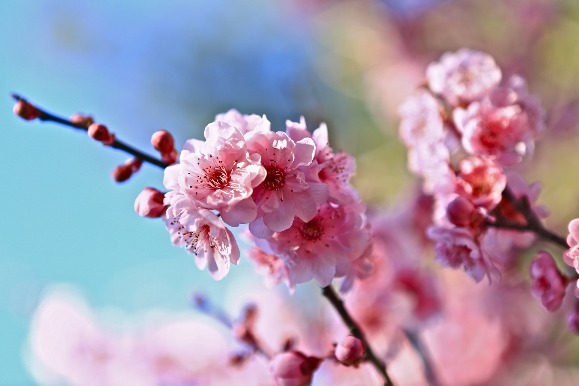 frühling zweige blumen kirsche unschärfe hintergrund