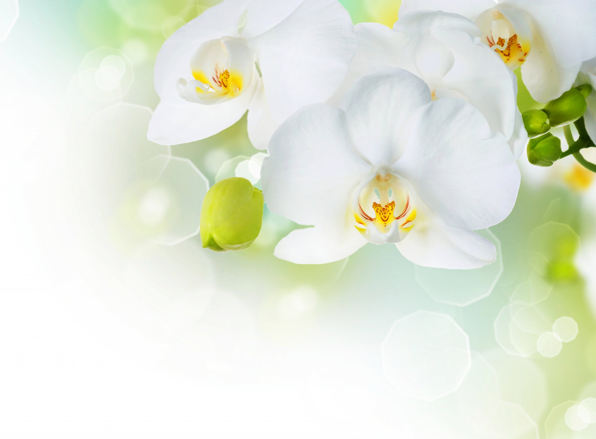 orchidea bianco petali ramo bellezza fiori tenerezza orchidee phalaenopsis bianco gemme