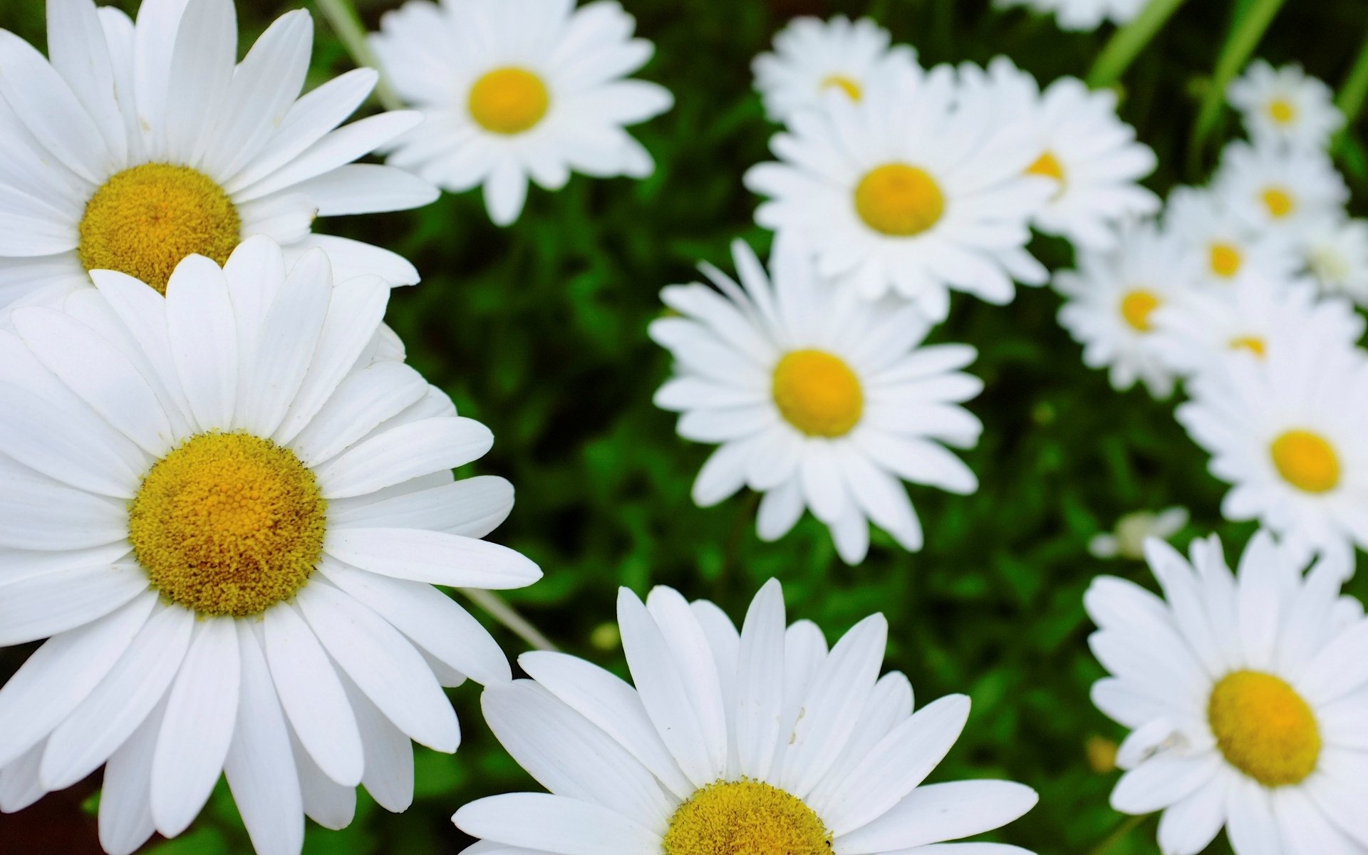 fiori fiori margherita bianco fiore sfondo carta da parati widescreen schermo intero widescreen widescreen