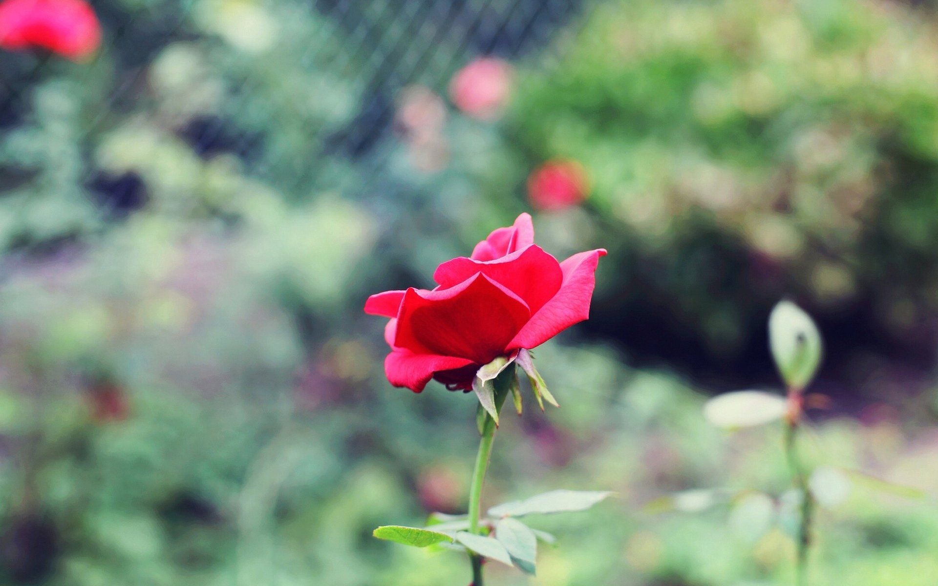 flower flowers rose pink petals the stem green blur background wallpaper widescreen full screen hd wallpapers fullscreen