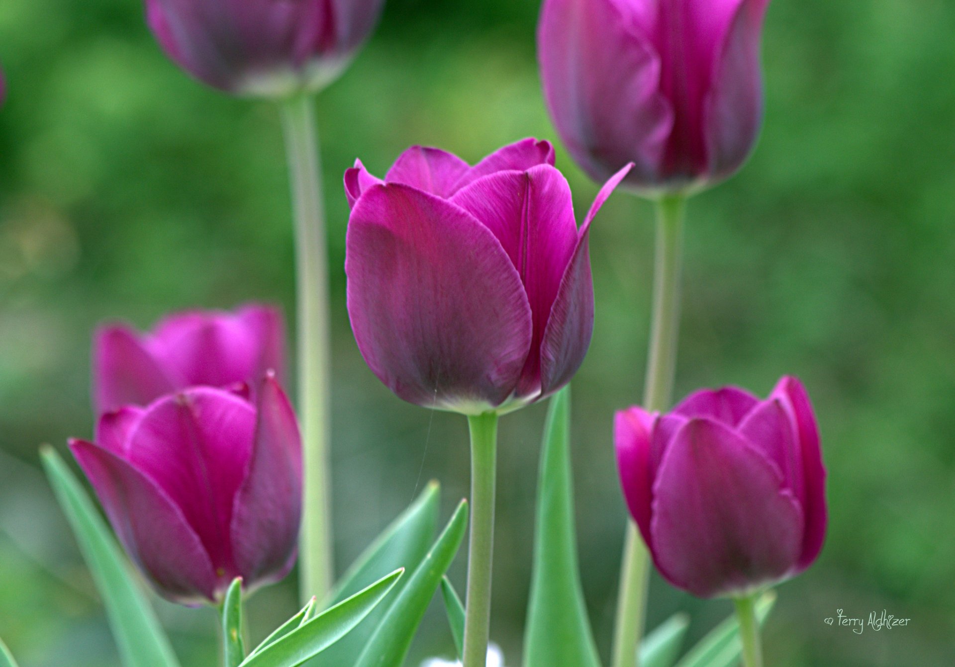 tulipes violet gros plan printemps jardin