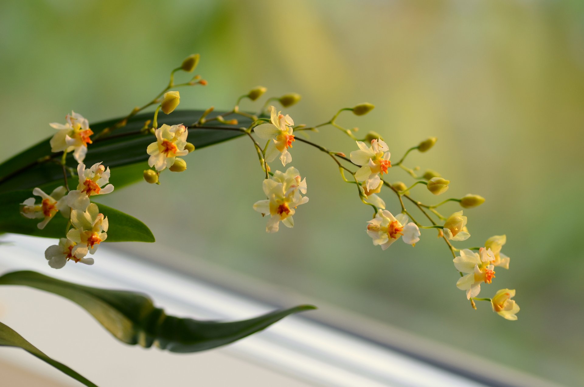 branche fleurs jaune orchidée fond