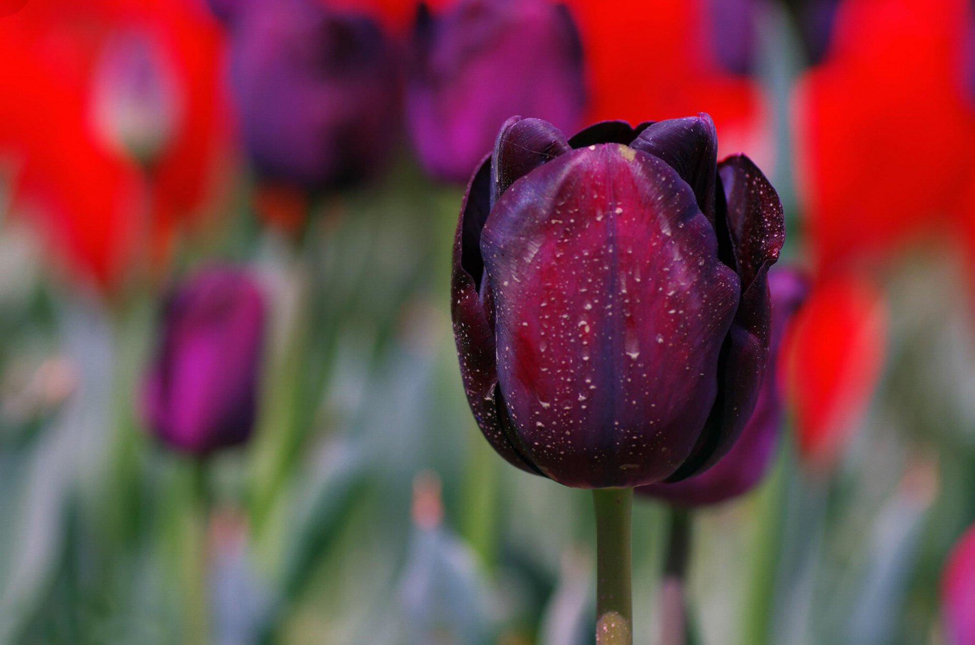 tulipe pétales gros plan