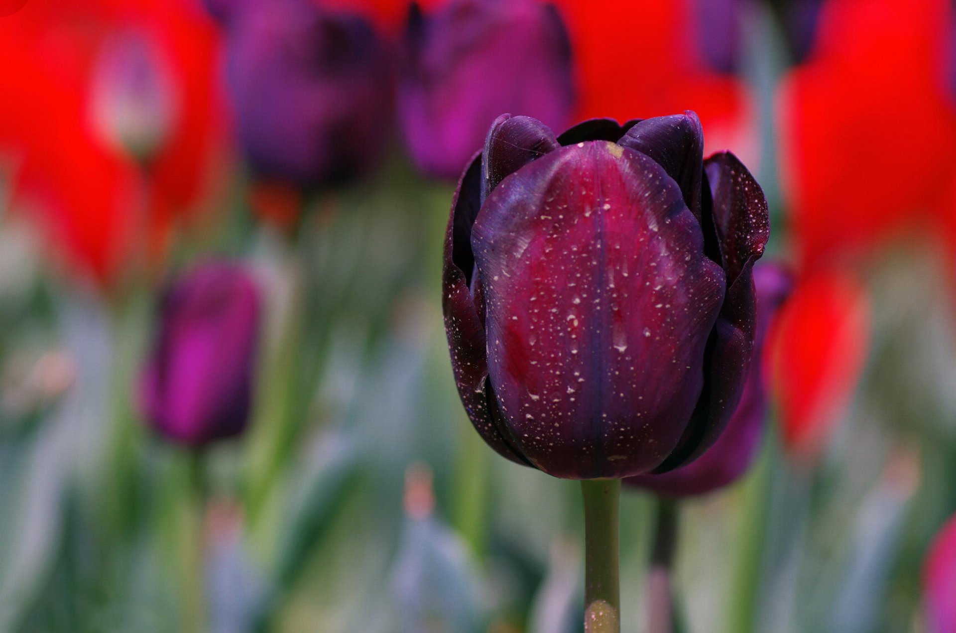 tulpe blütenblätter makro