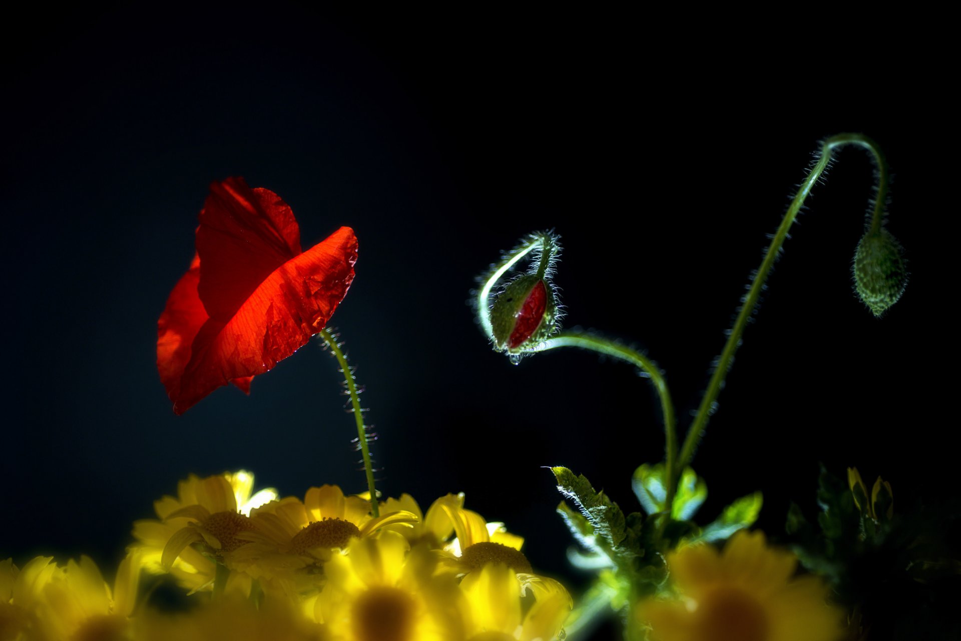 chamomile yellow poppy buds black background