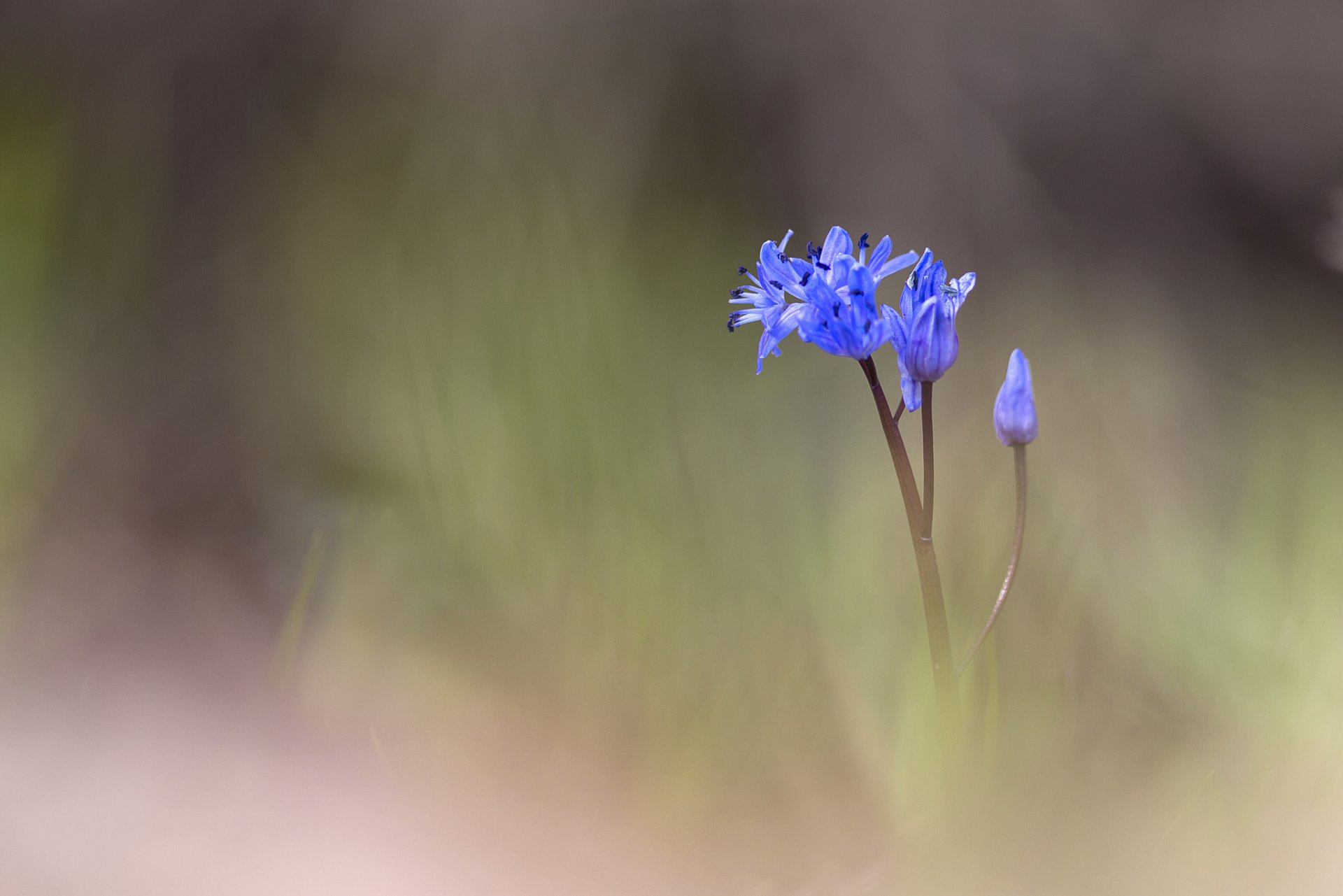 blume blau knospen unschärfe