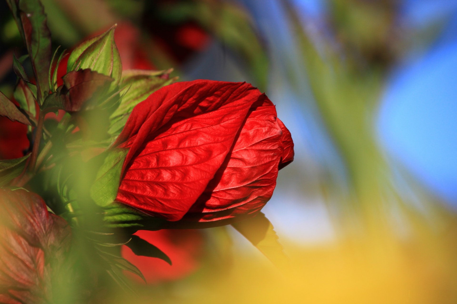 fleur rose rouge bourgeon pétales gros plan