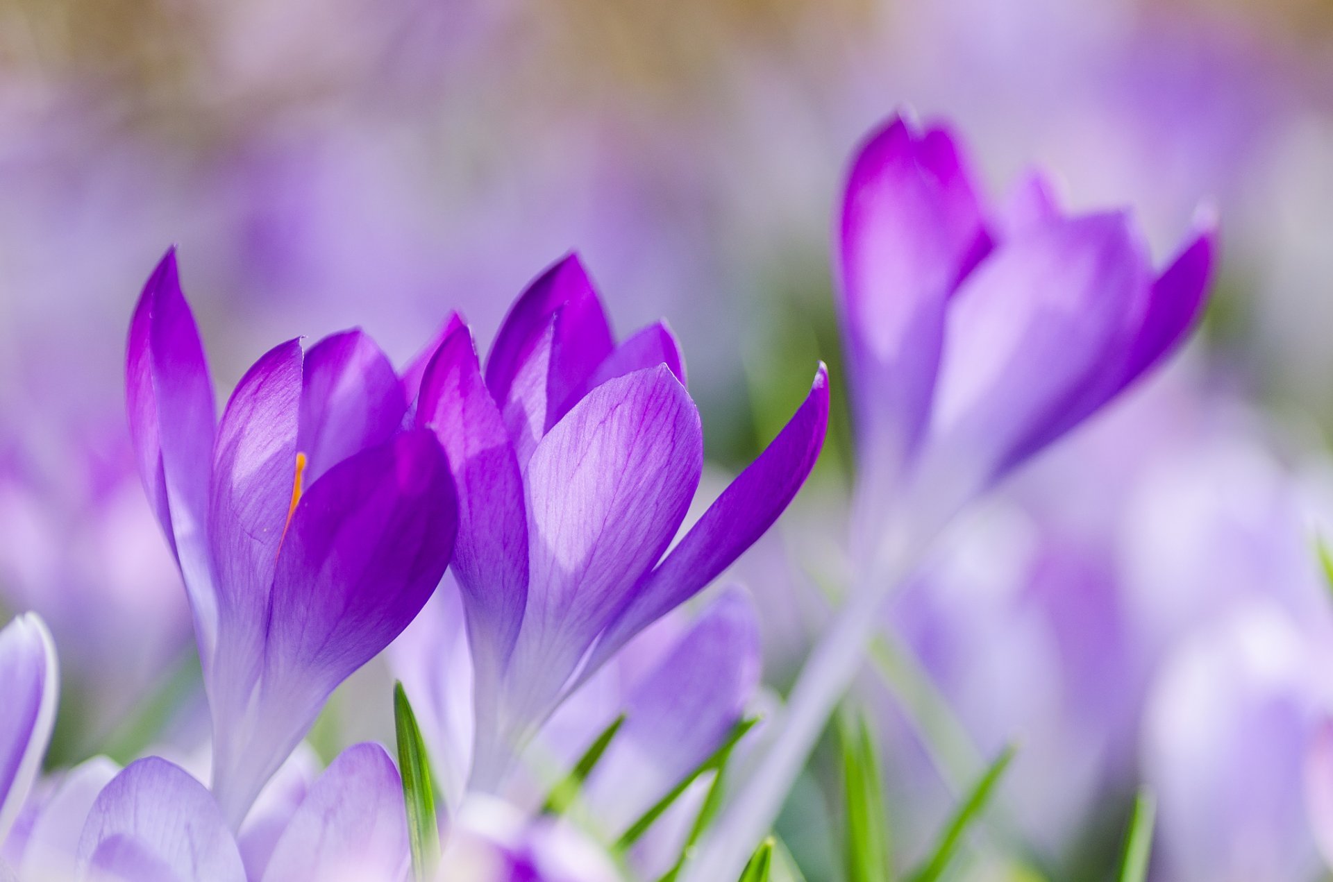 azafrán lila púrpura flores pétalos hierba primavera macro enfoque desenfoque