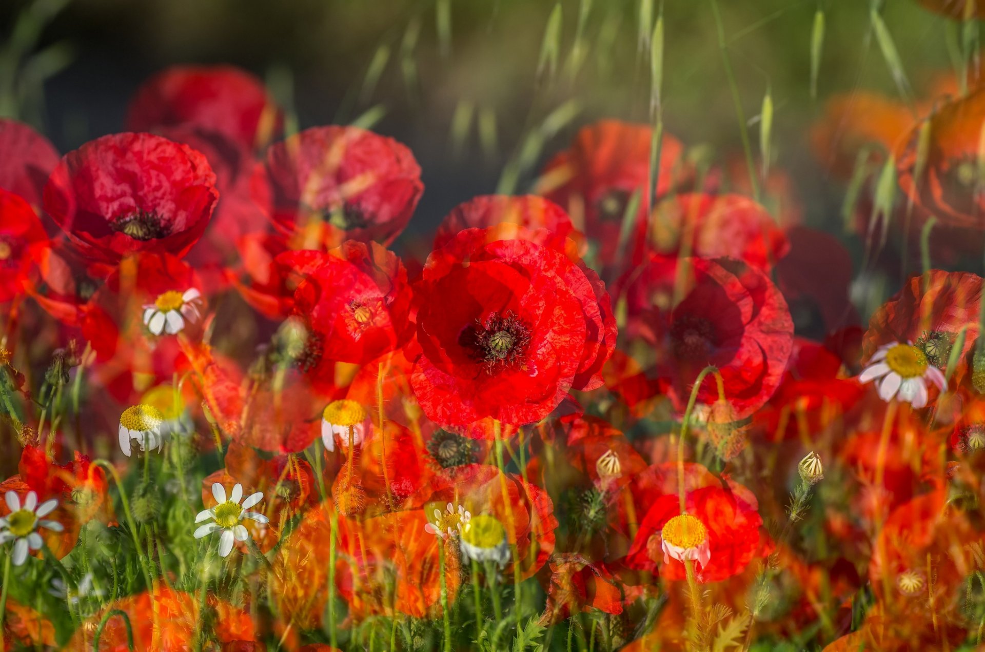 feld gras blumen gänseblümchen mohnblumen