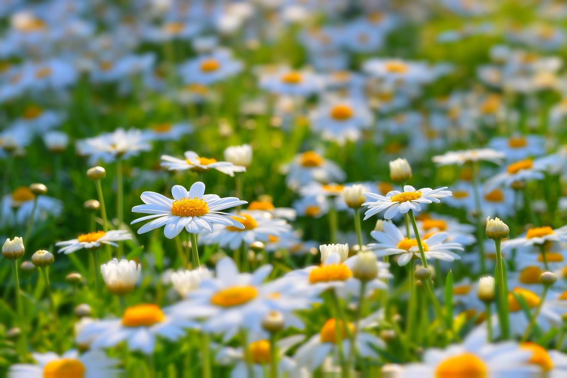 gänseblümchen lichtung sommer natur blumen