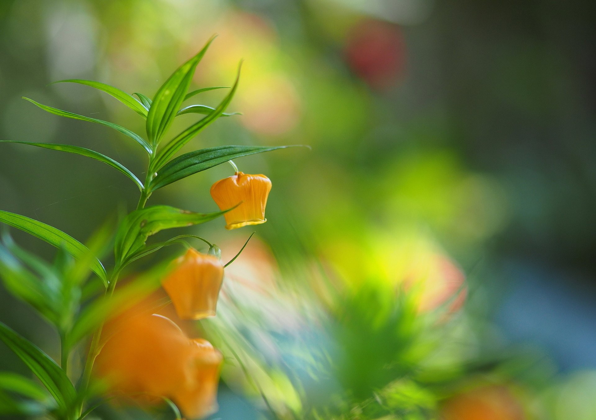 branche renard fleurs jaune lanternes flou