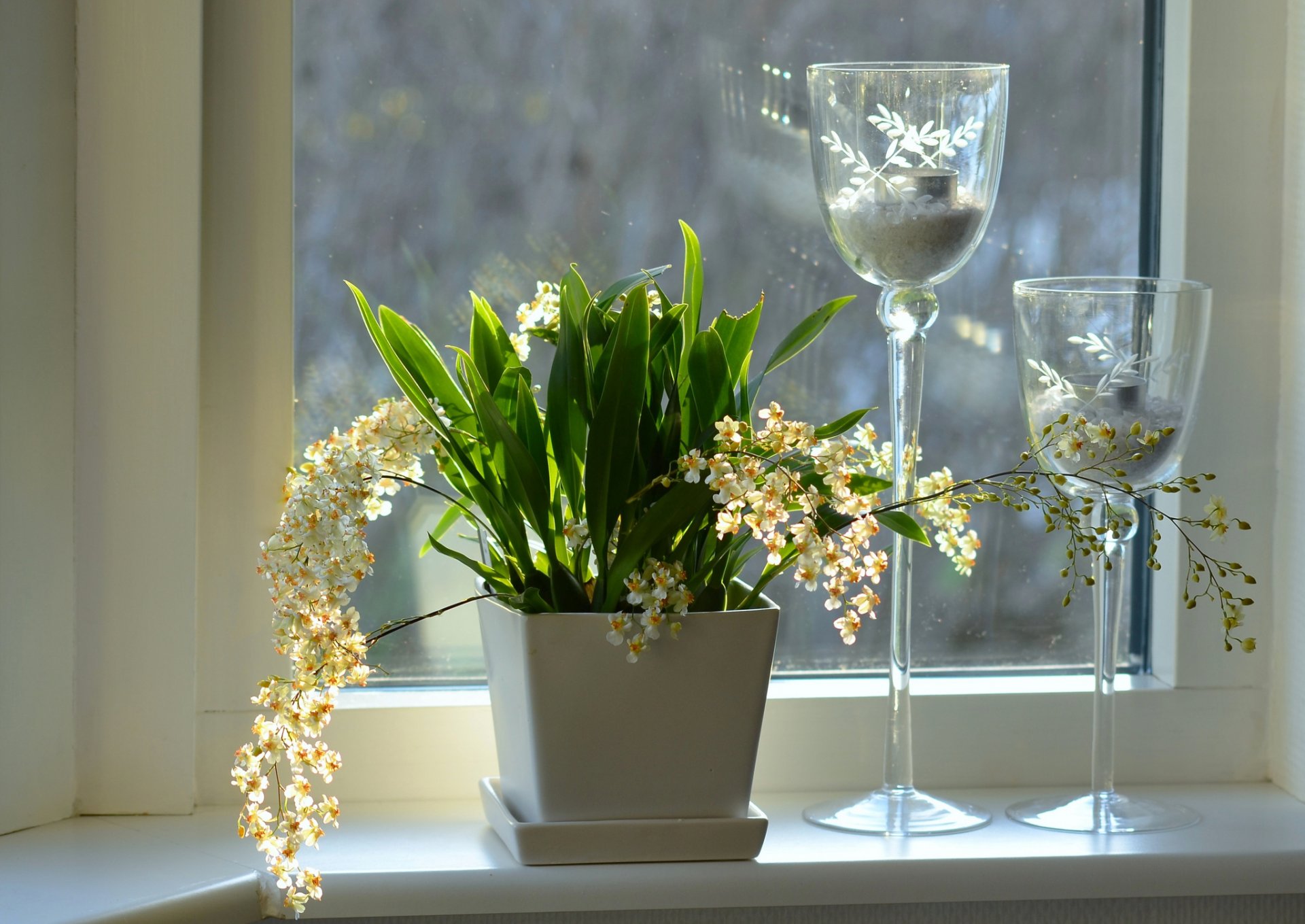 fenster fensterbank töpfe blumen orchideen kerzenhalter